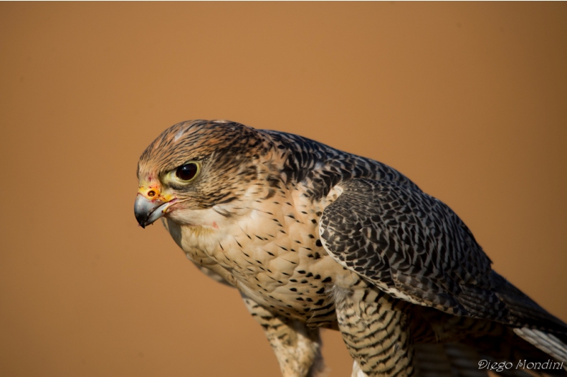 Falconry I present Chiara, Bianca and Tom