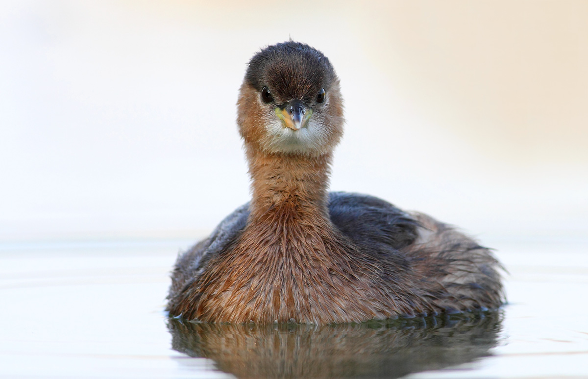 Little Grebe