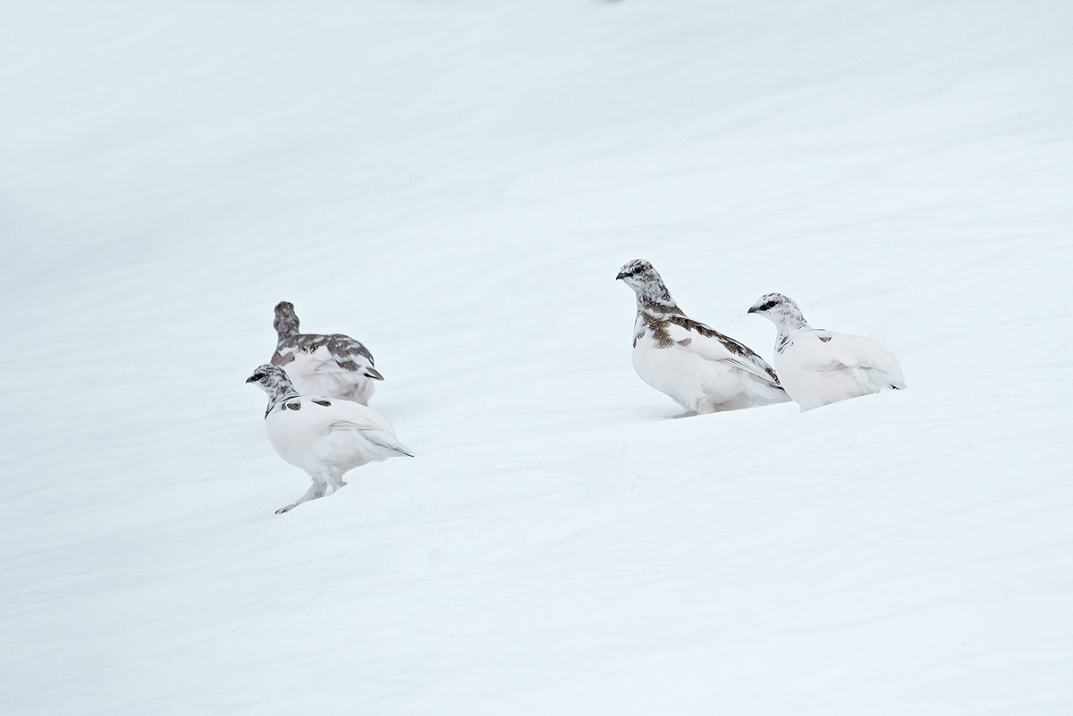 ptarmigan