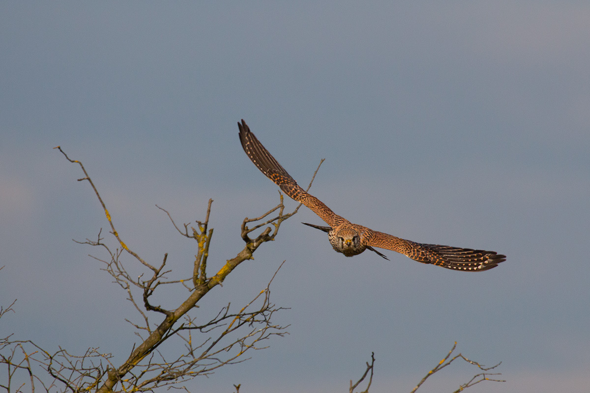 Kestrel / Kestrel (Falco tinnunculus)