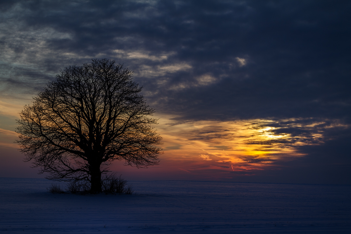 Standing alone tree at the sunset