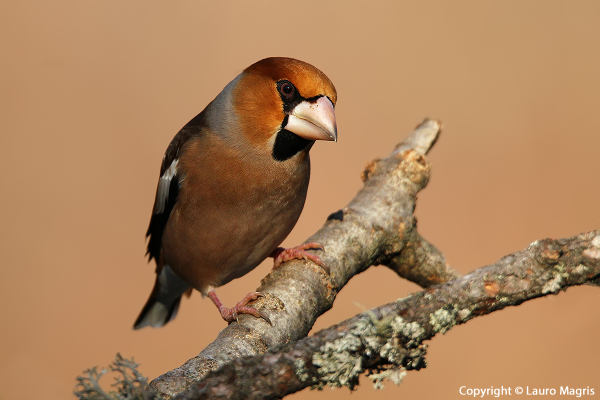 Hawfinch curious