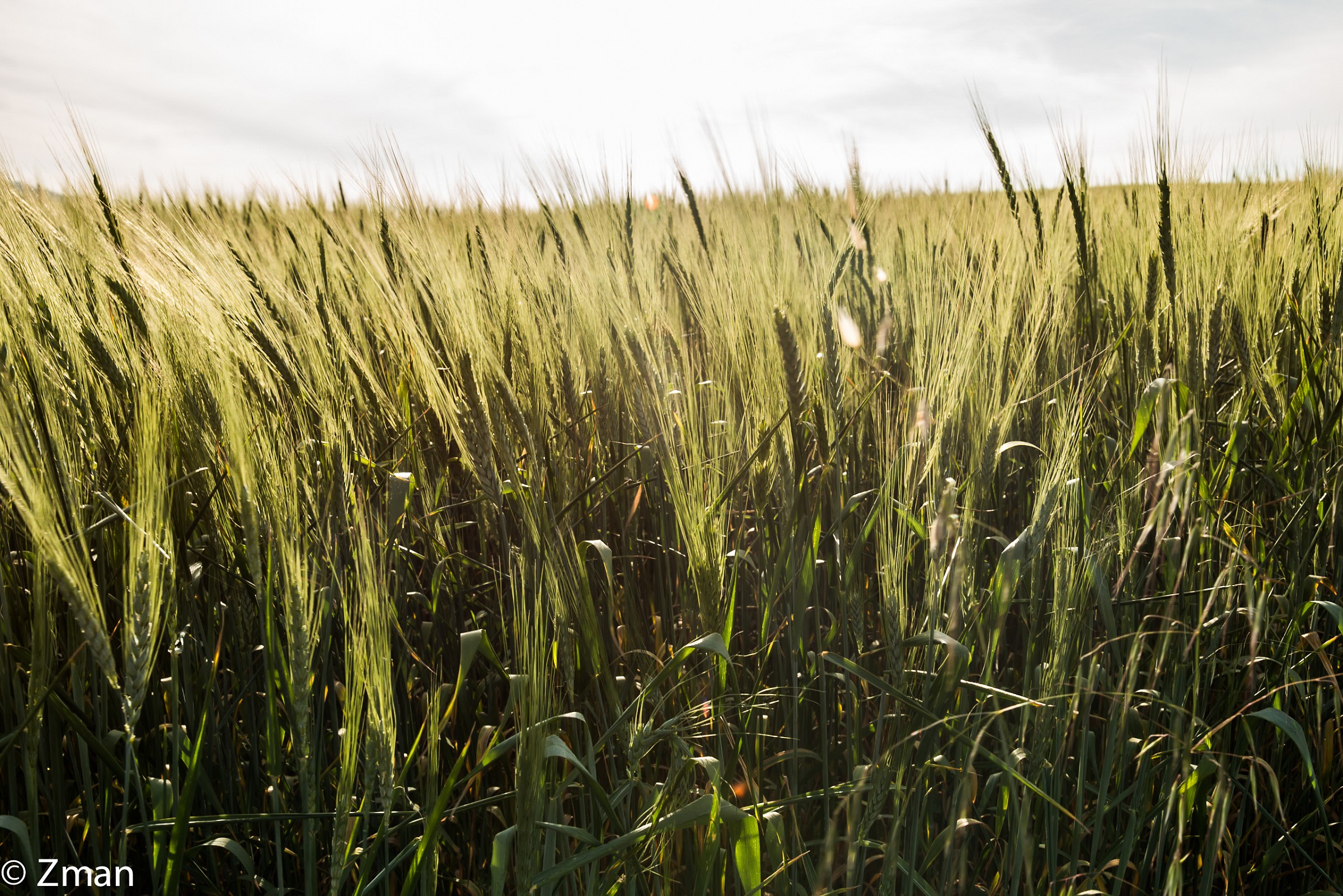 Il Wheat Fields ha arato