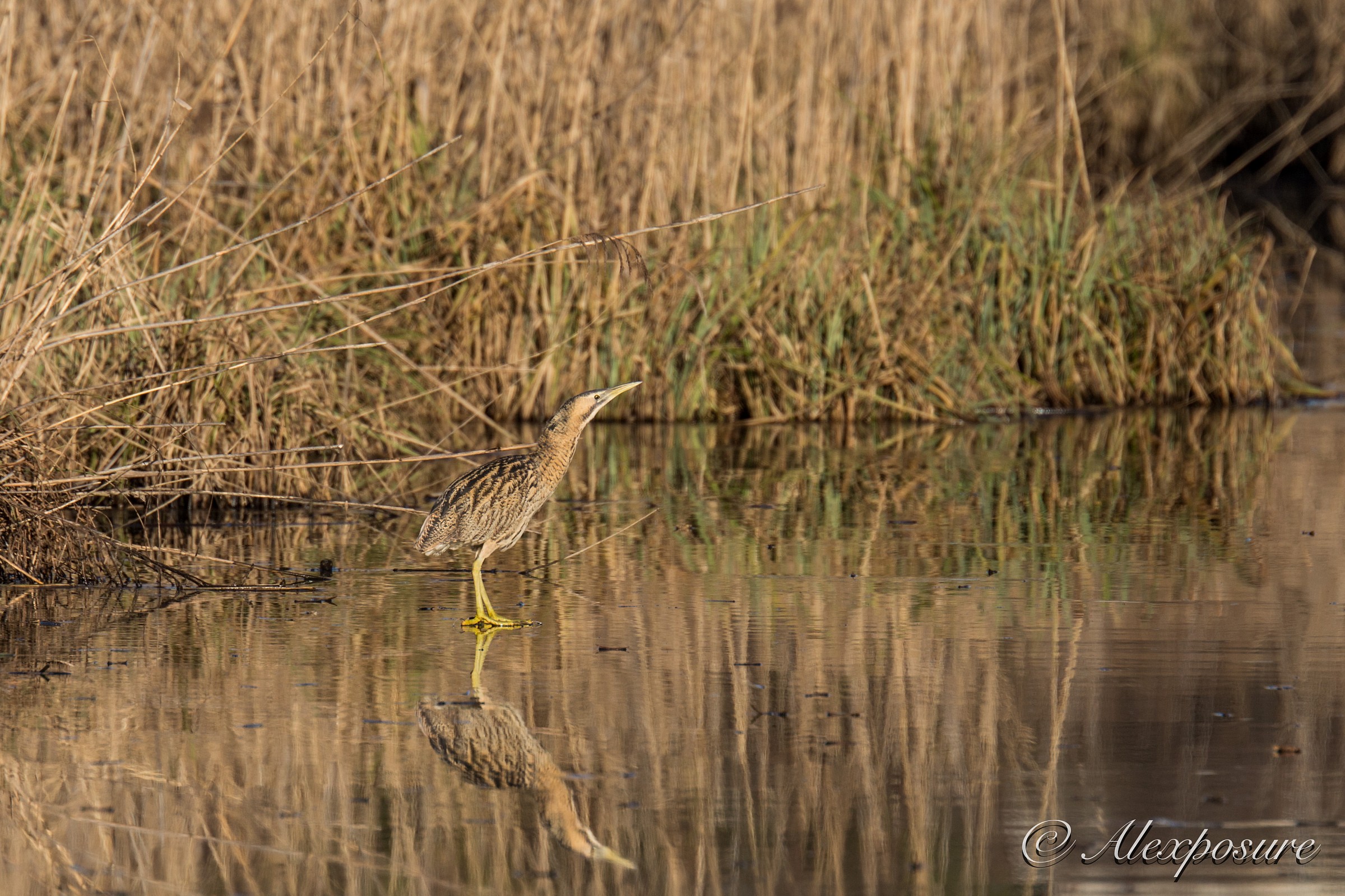 Like Jesus, also walked on water ...