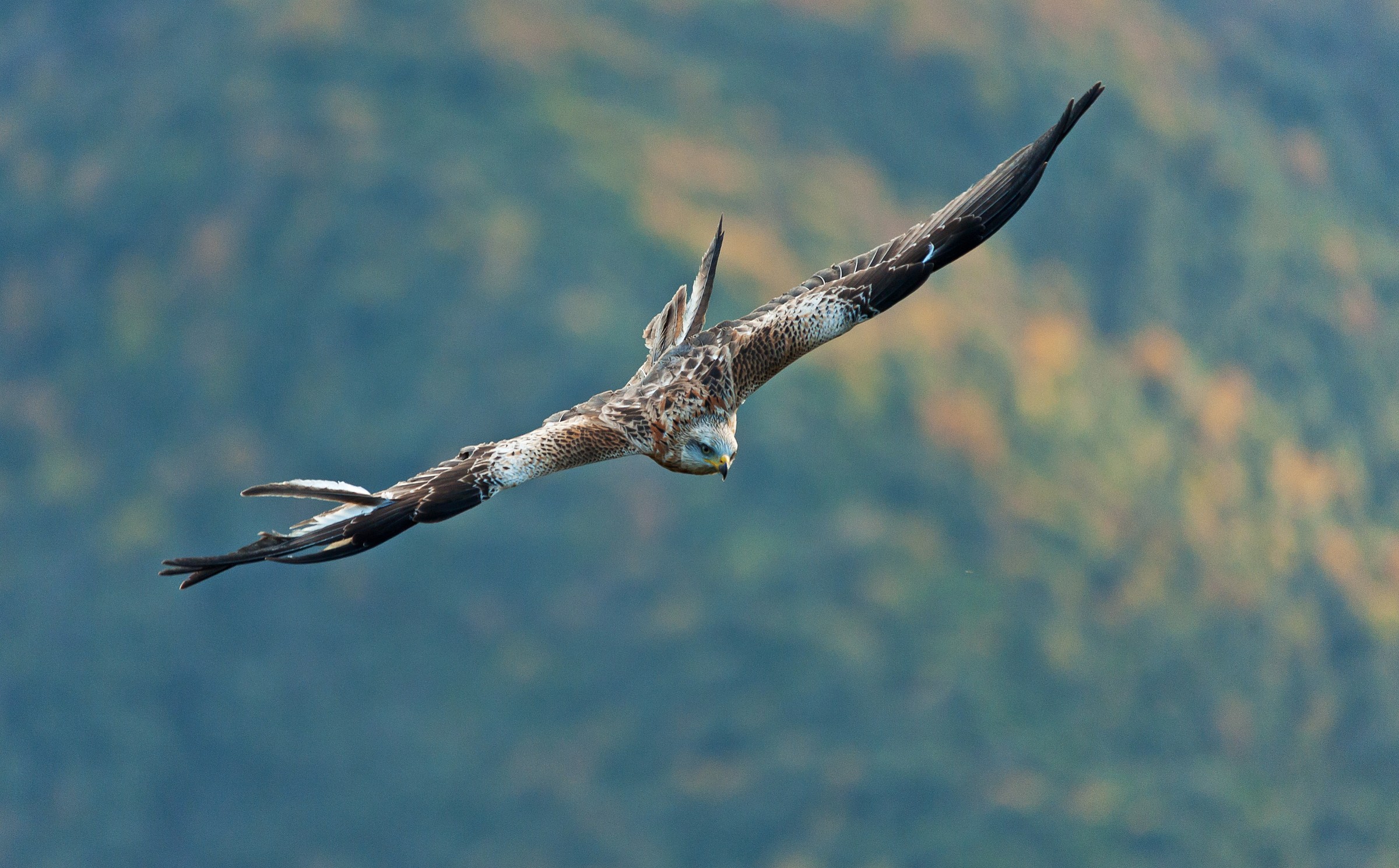 Il grande nibbio reale