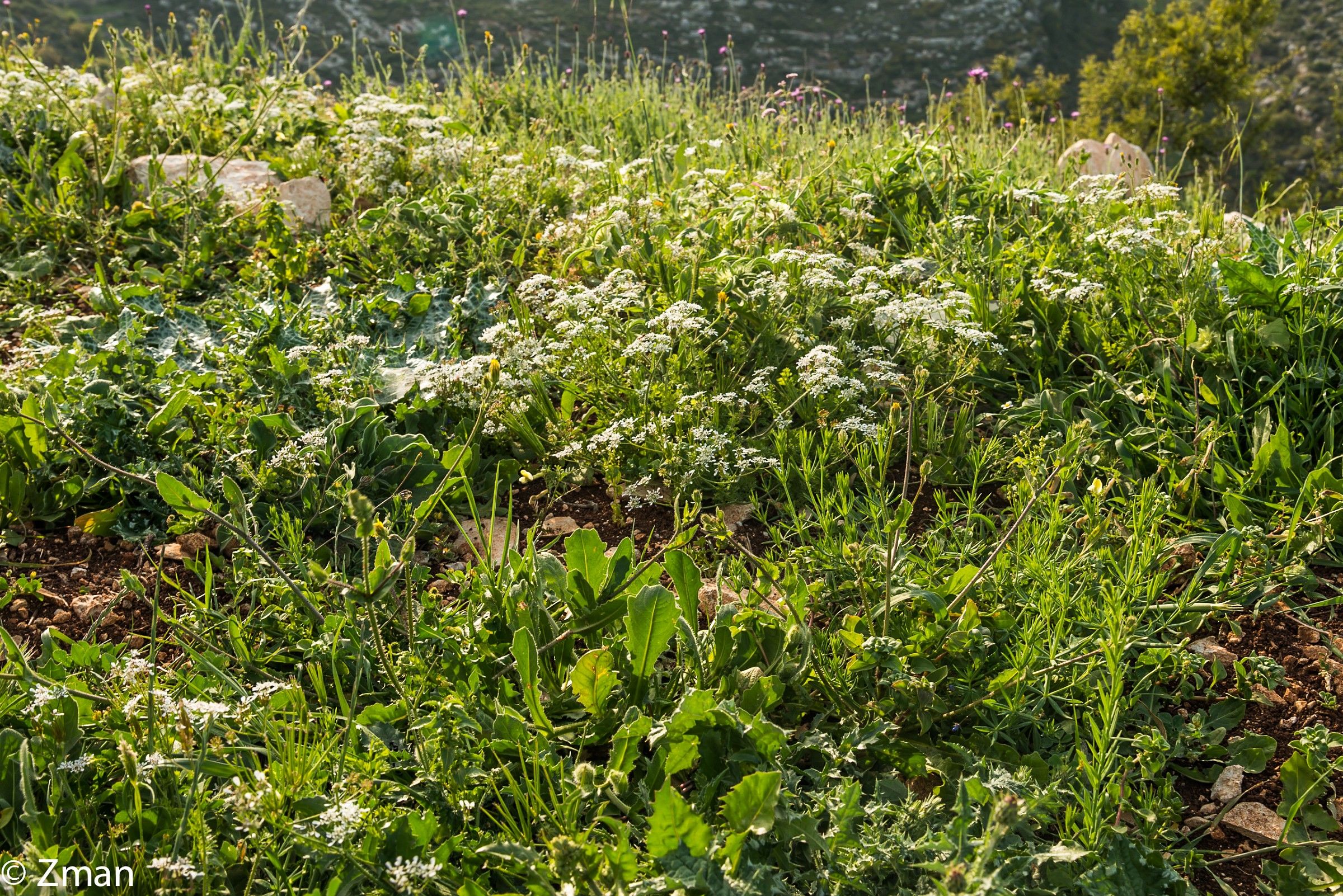 Amava sempre Spring Time