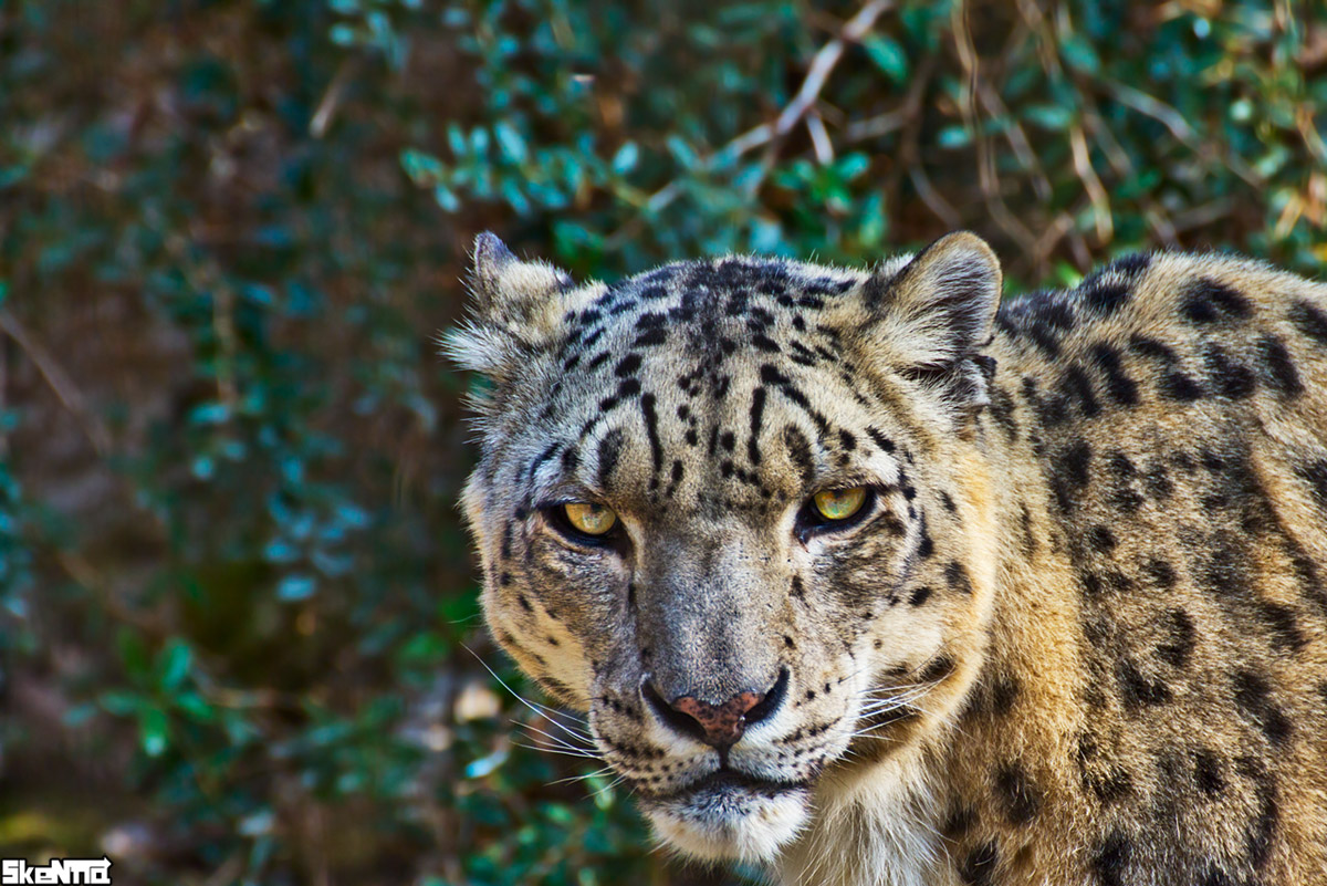 Snow Leopard