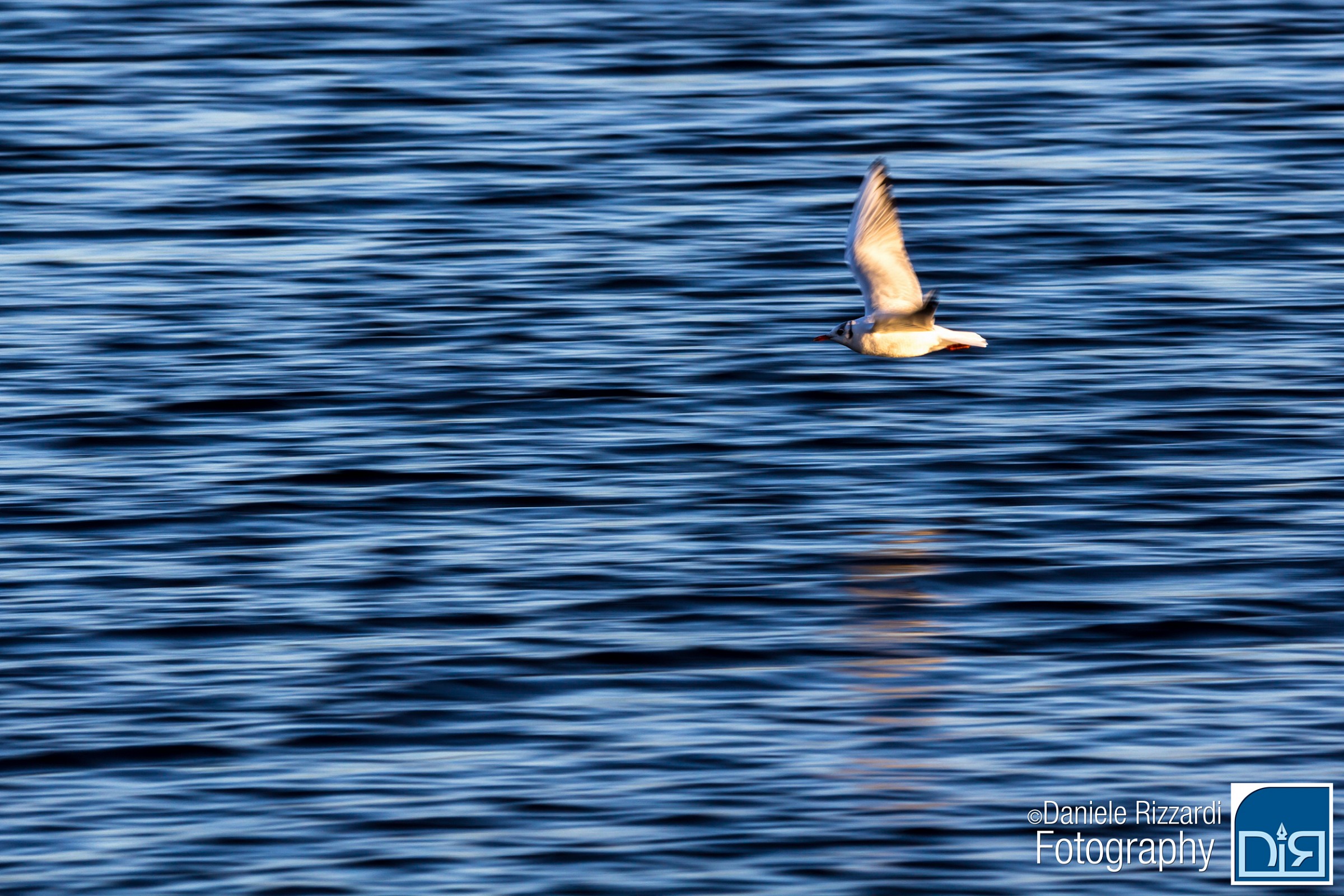 Gabbiano sul lago di Varese