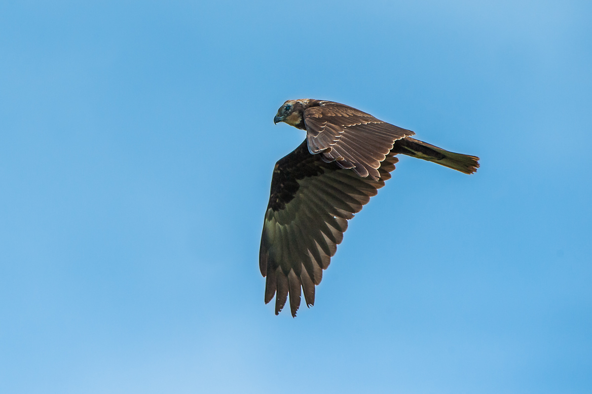 Marsh harrier Blind in one eye