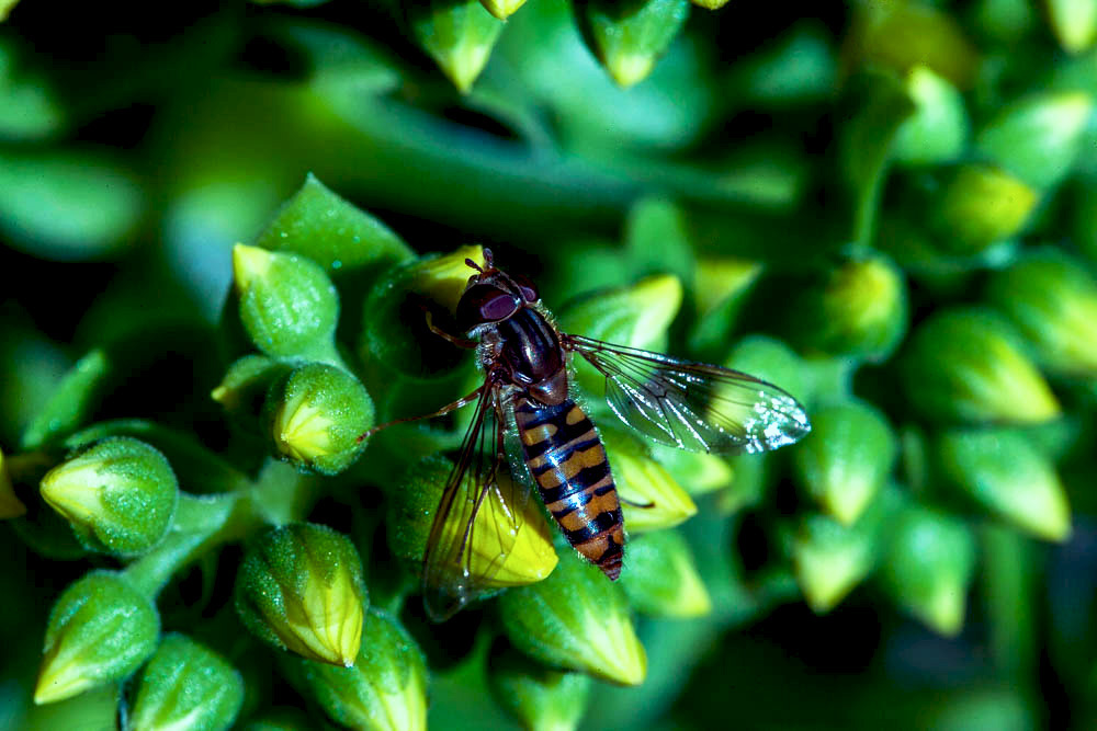 I piaceri della tavola