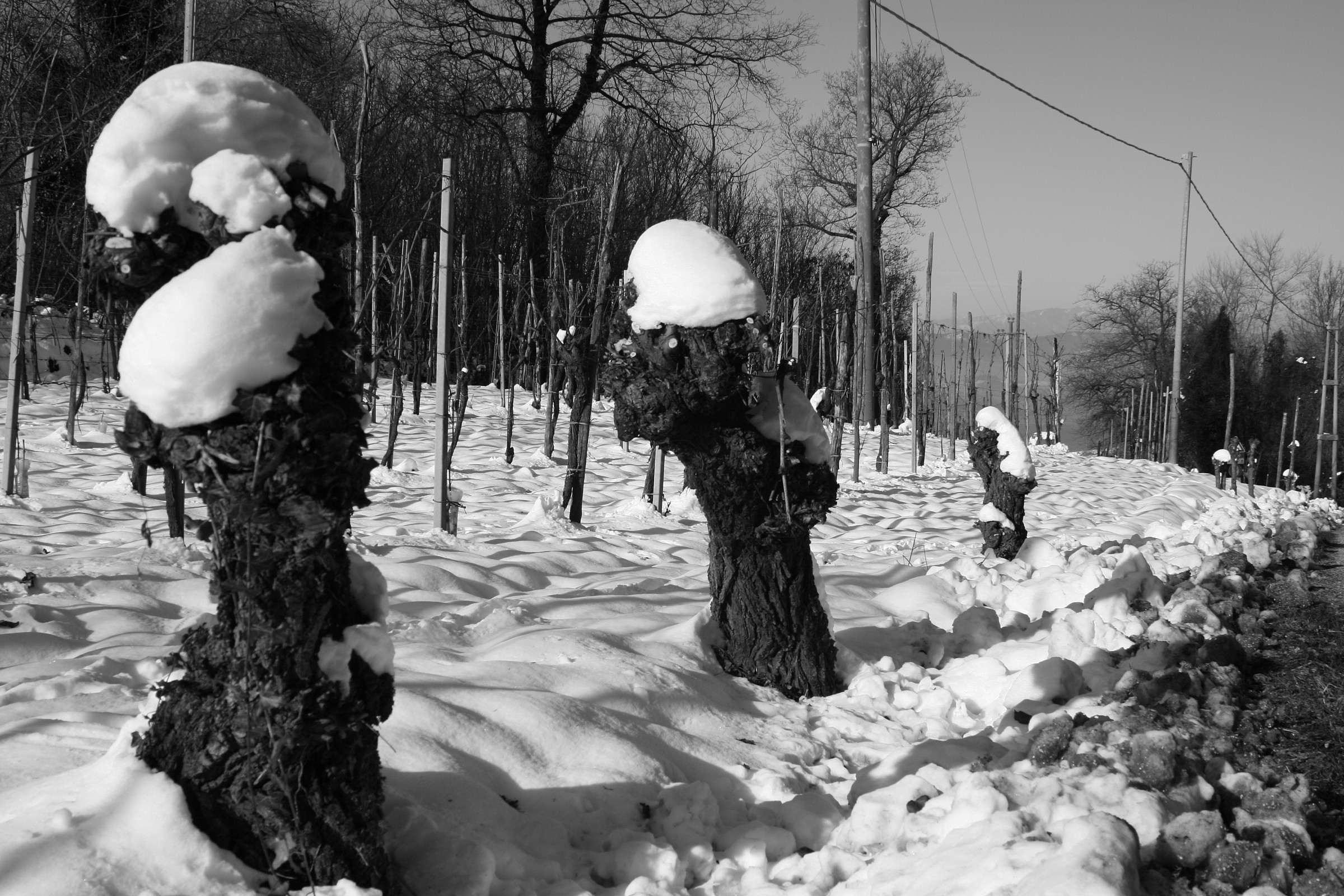 neve sui colli euganei