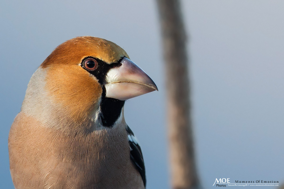 Hawfinch ...