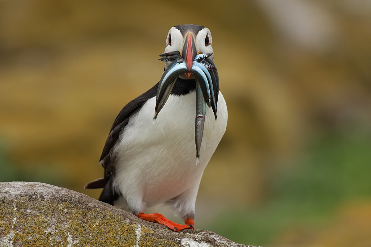 Puffin