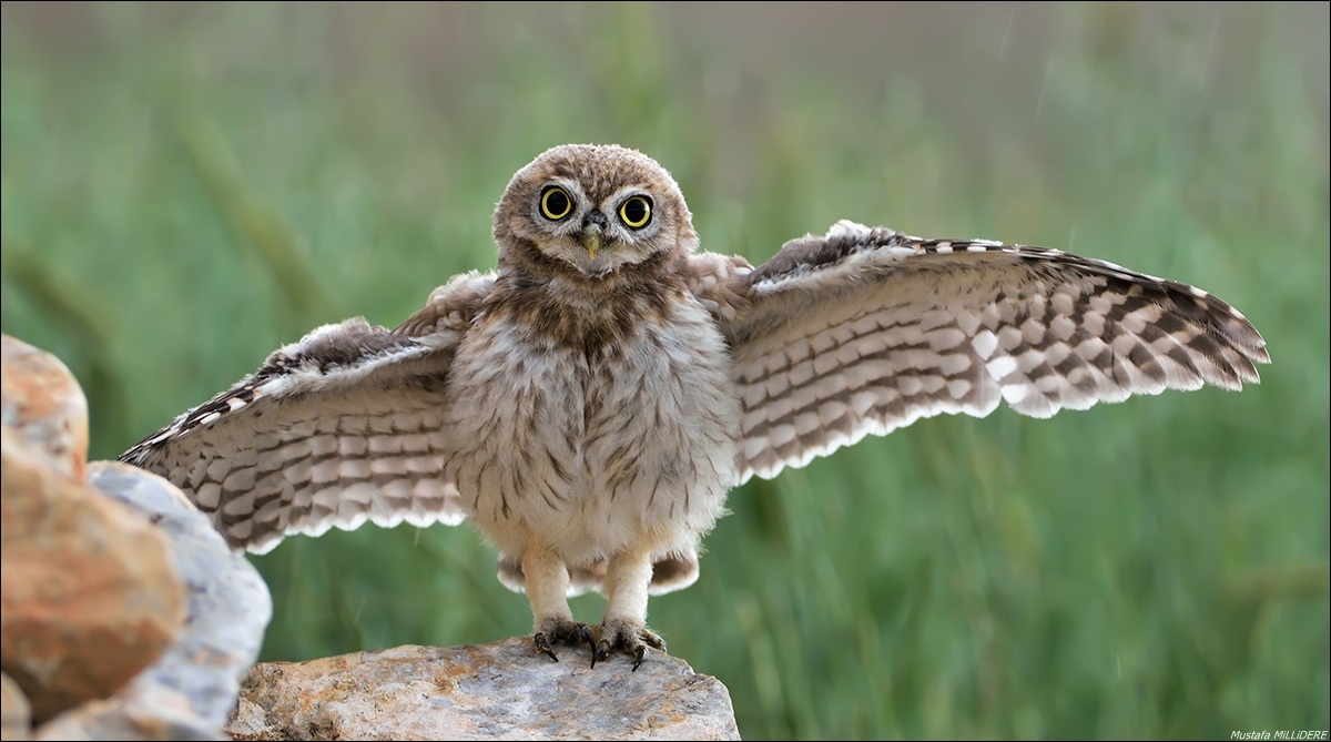 Hug You All, happy New Year ...