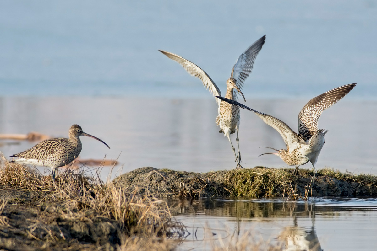 Between the two litigants