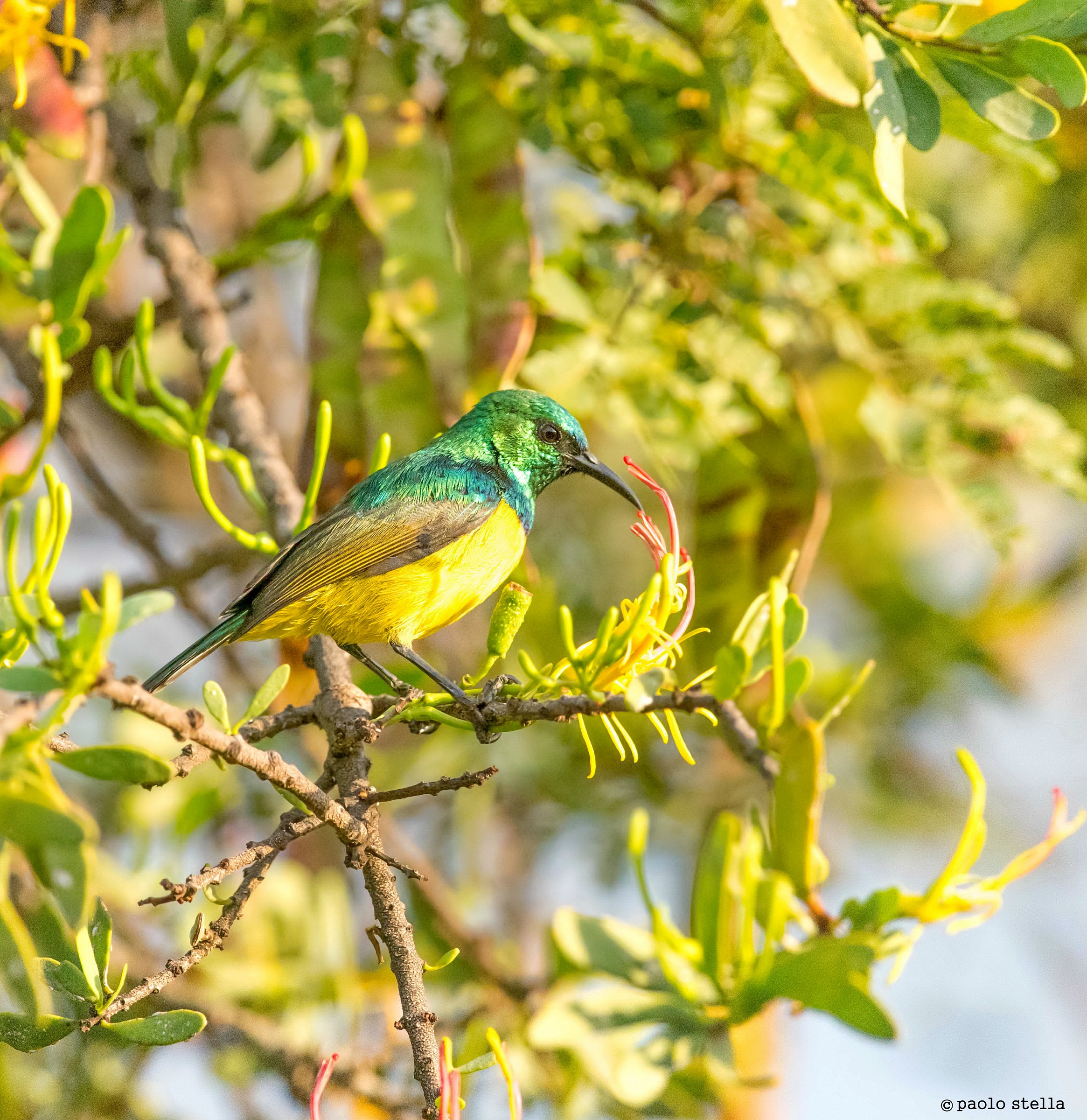 Collared Sunbird