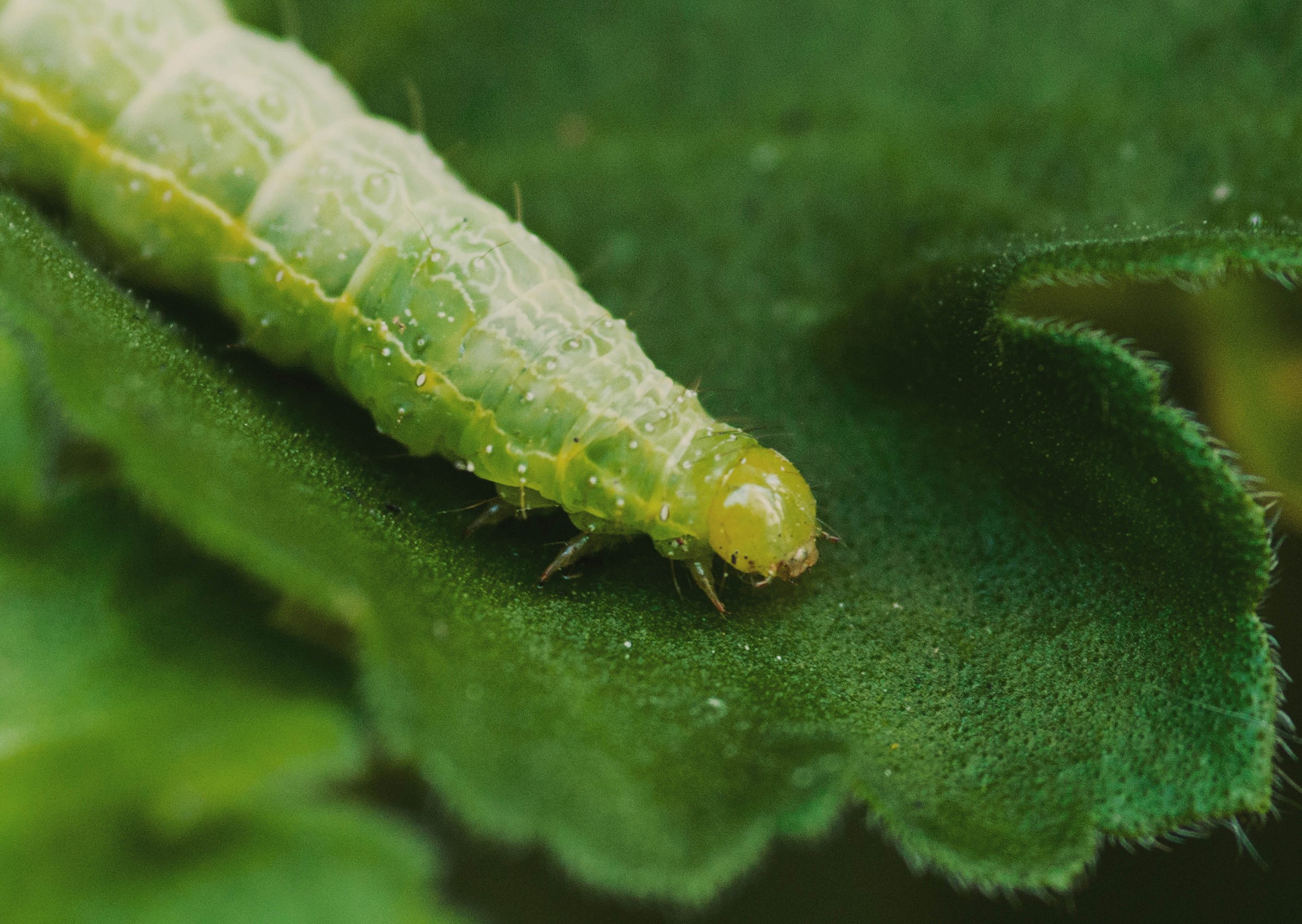 larva