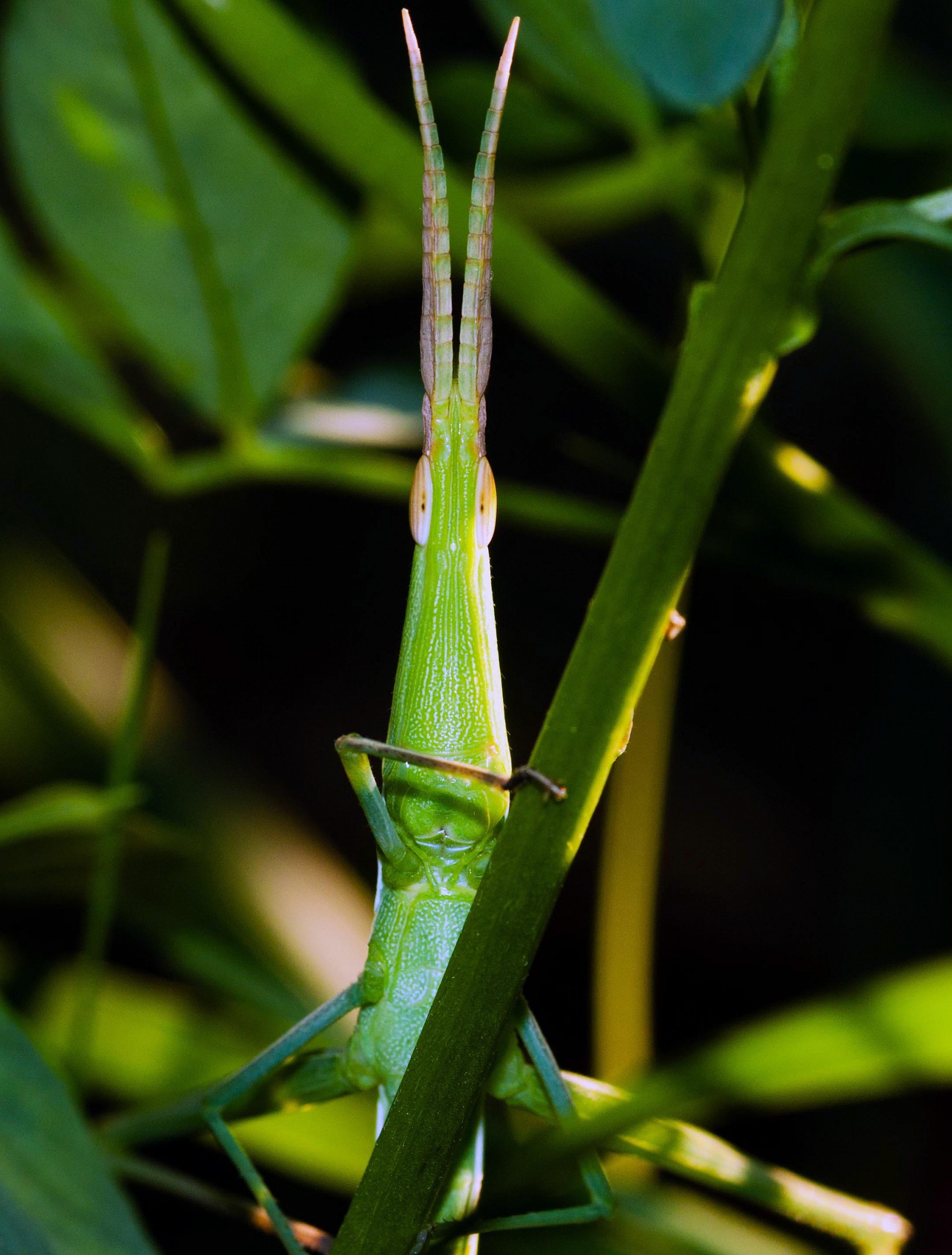 leaf insect