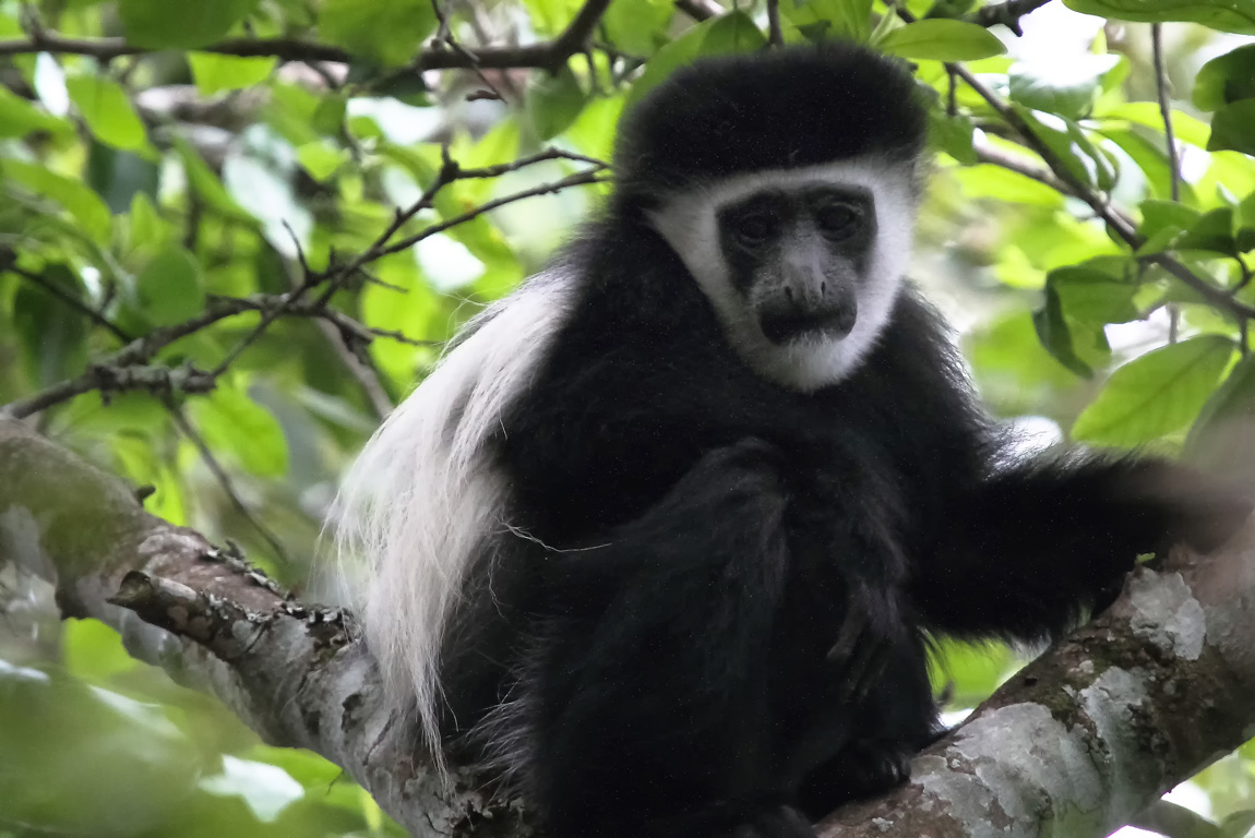 Colobus guereza