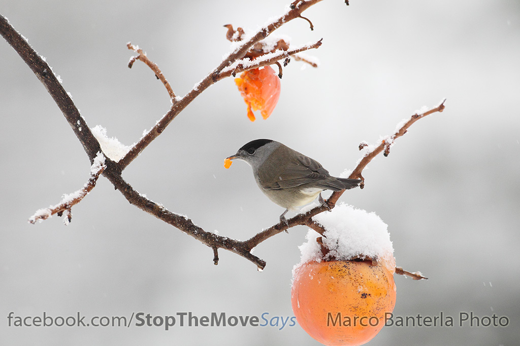 Capinera dei miei sogni e di chimere