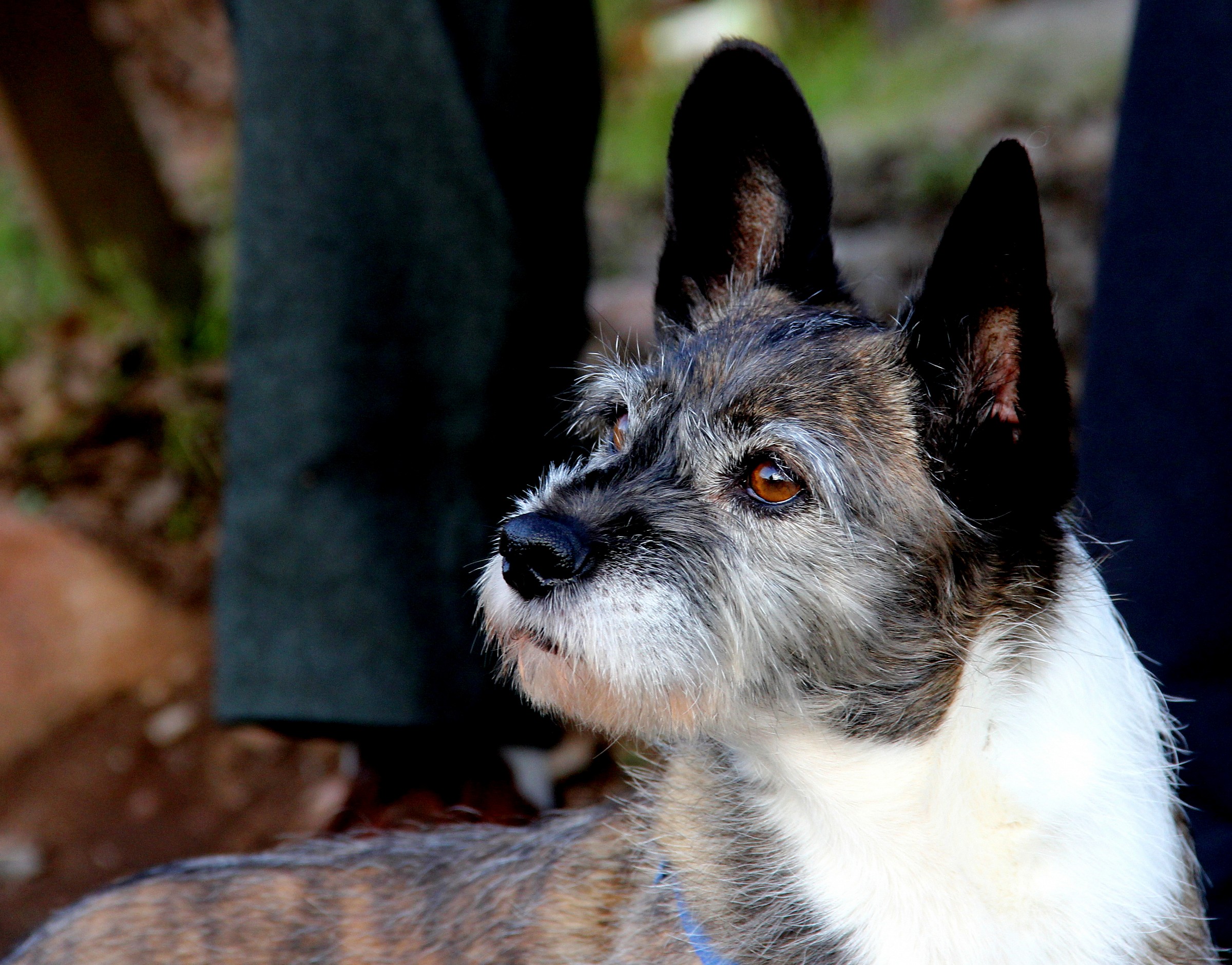 That pretty face and ears!