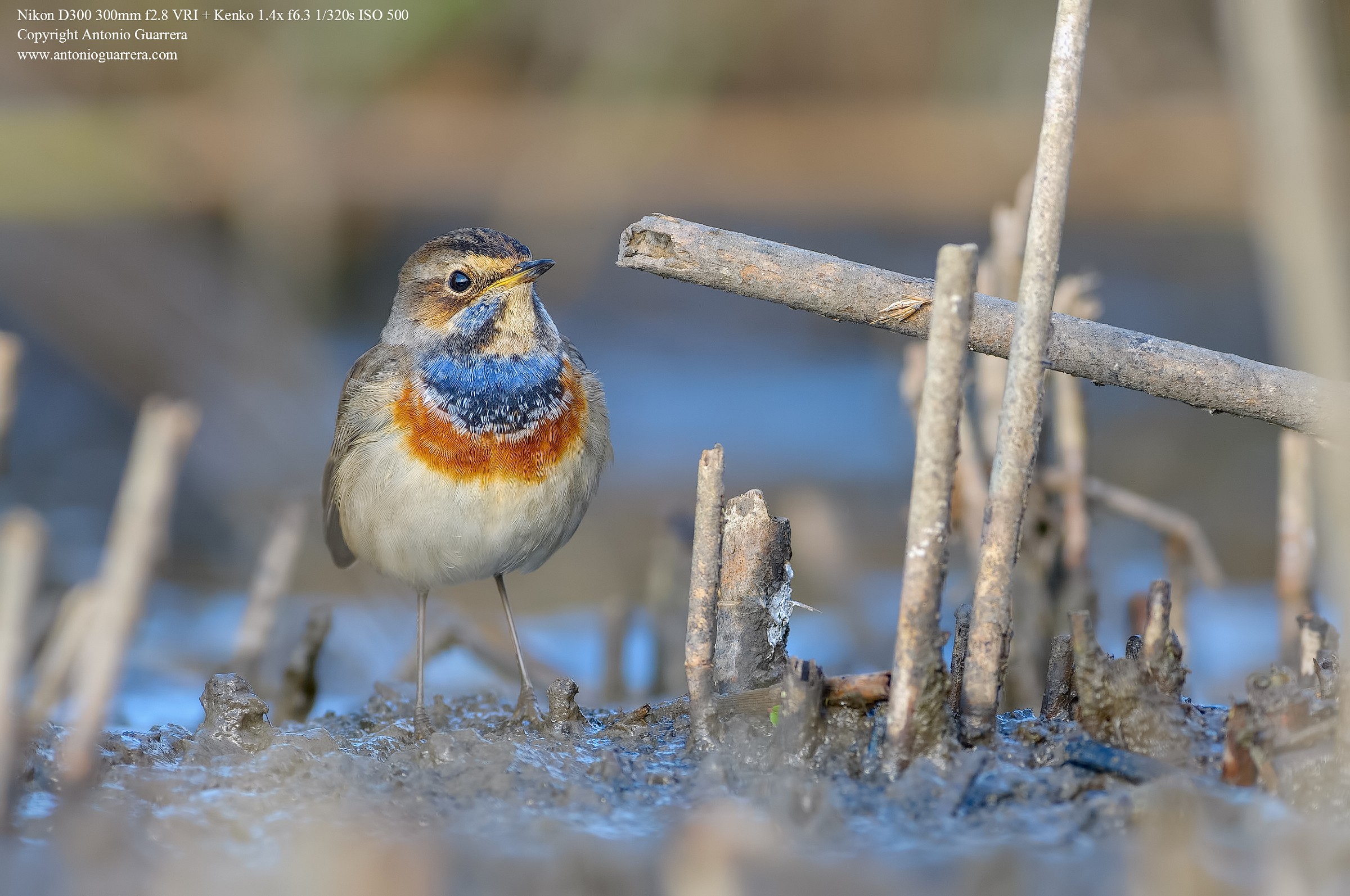 Bluethroat