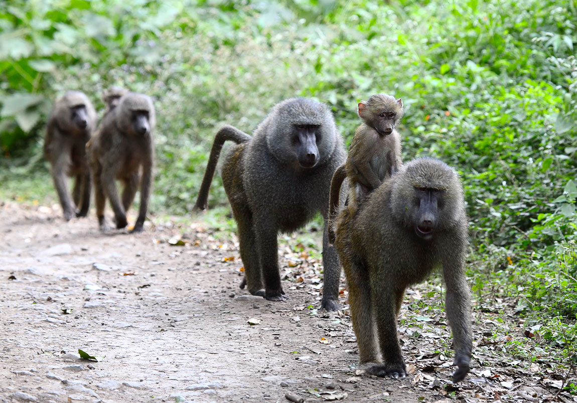 Transport effortlessly