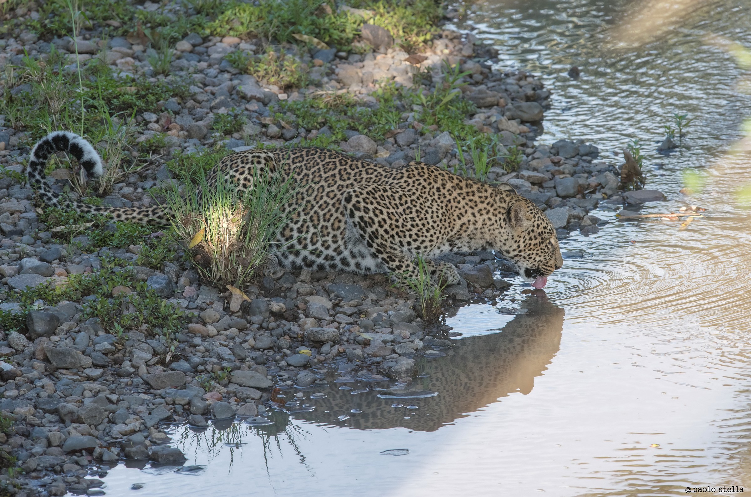 leopard drinking at the river