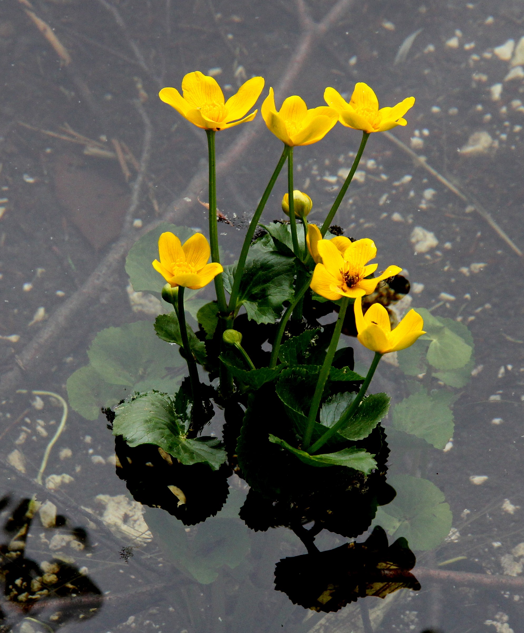 Fiorellini gialli nel lago