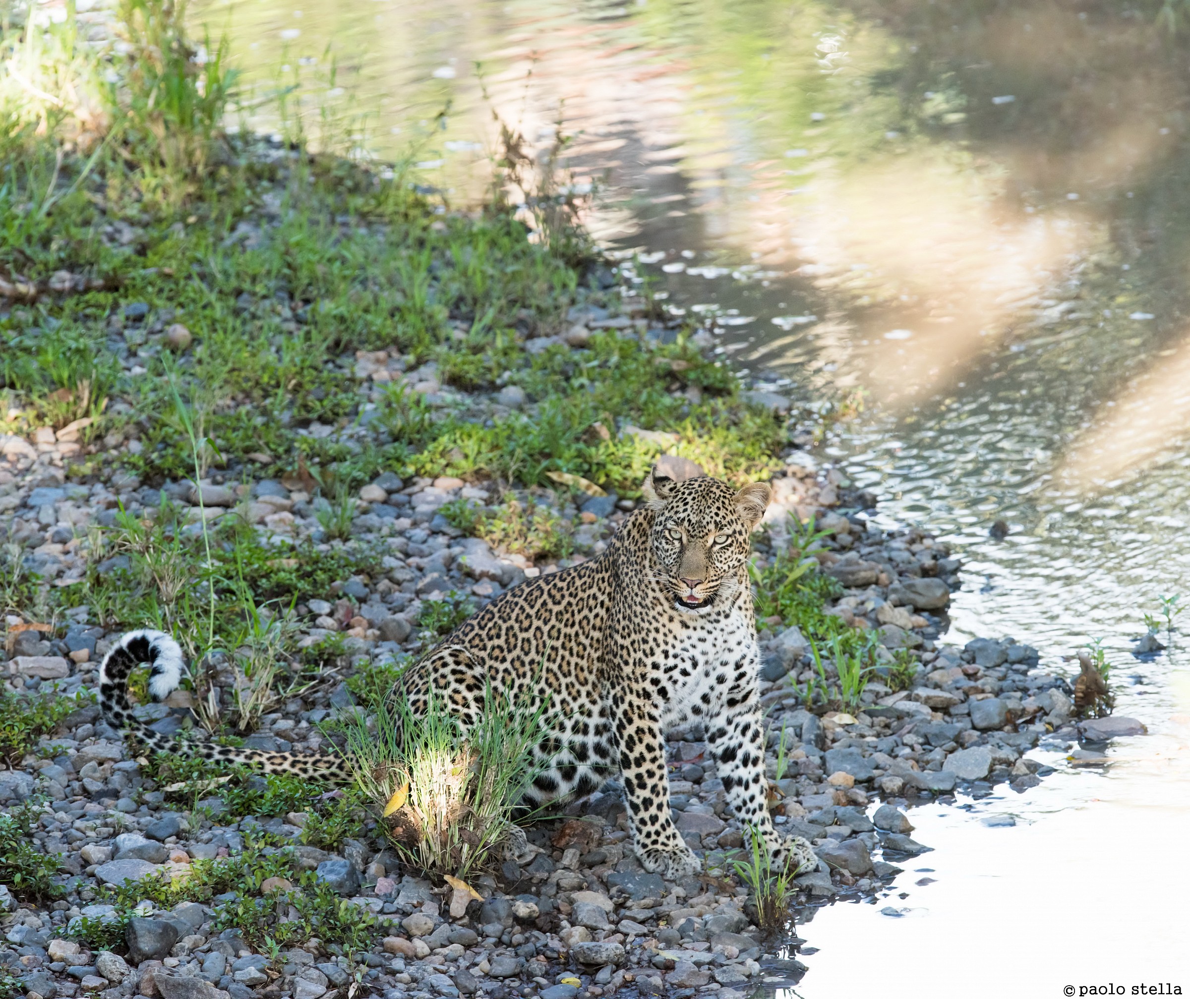 Leopard at the river