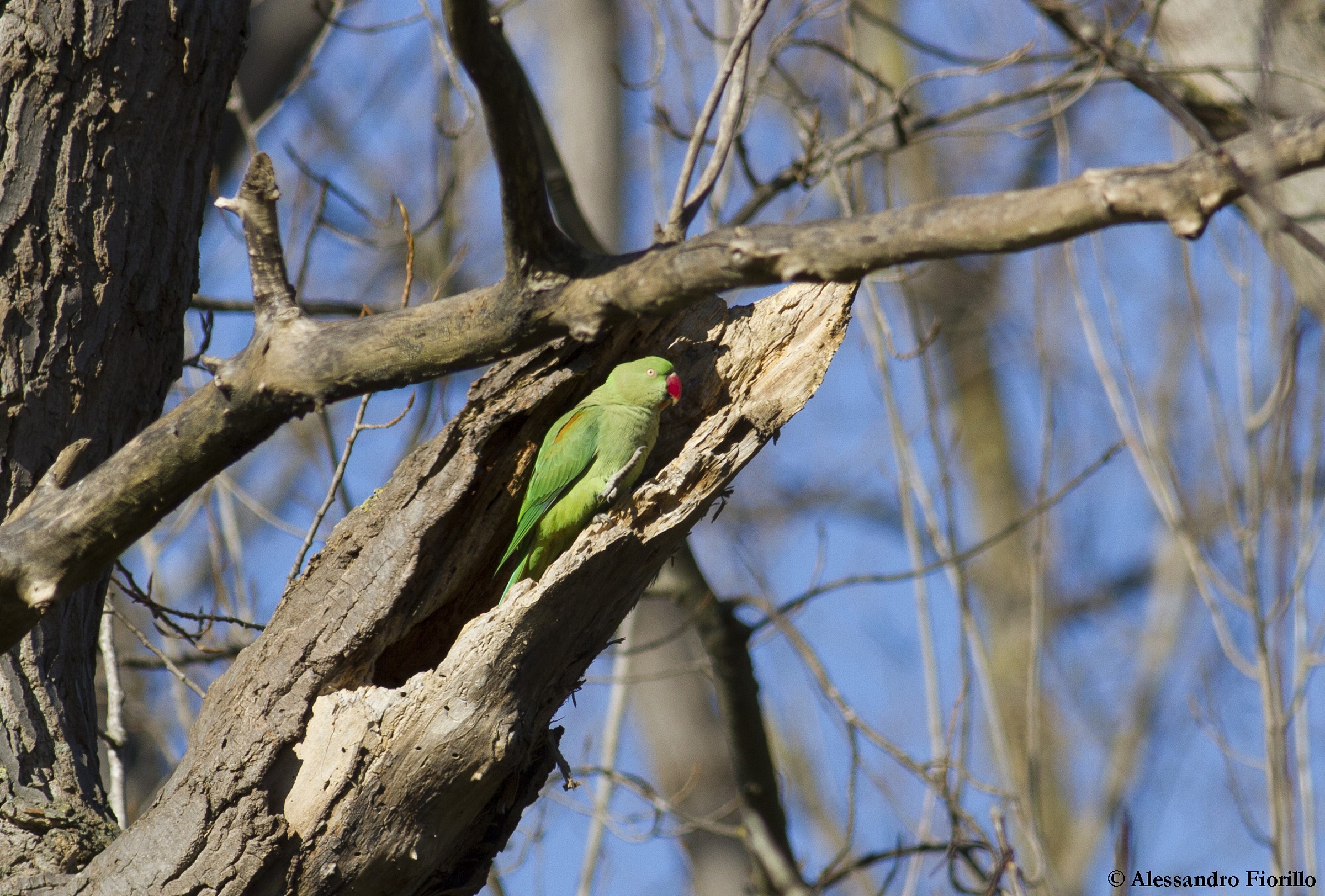 Alexandrine Parakeet