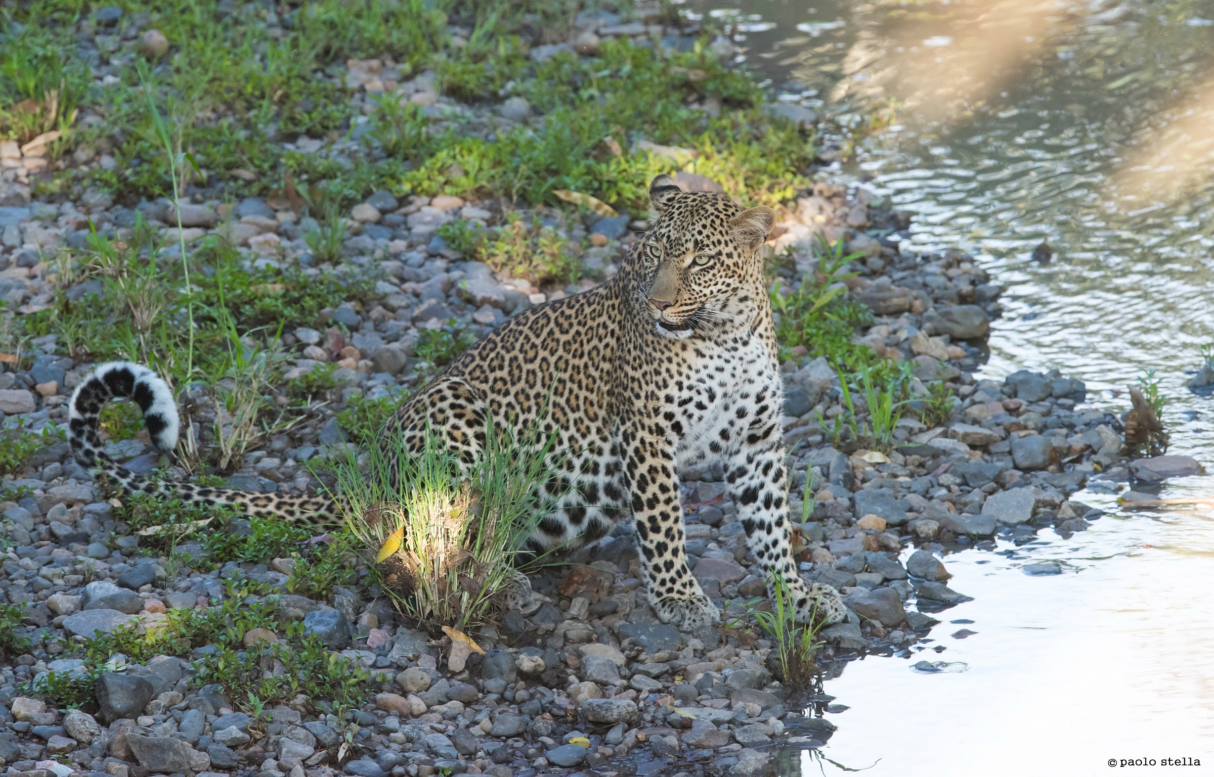 Leopard river -2