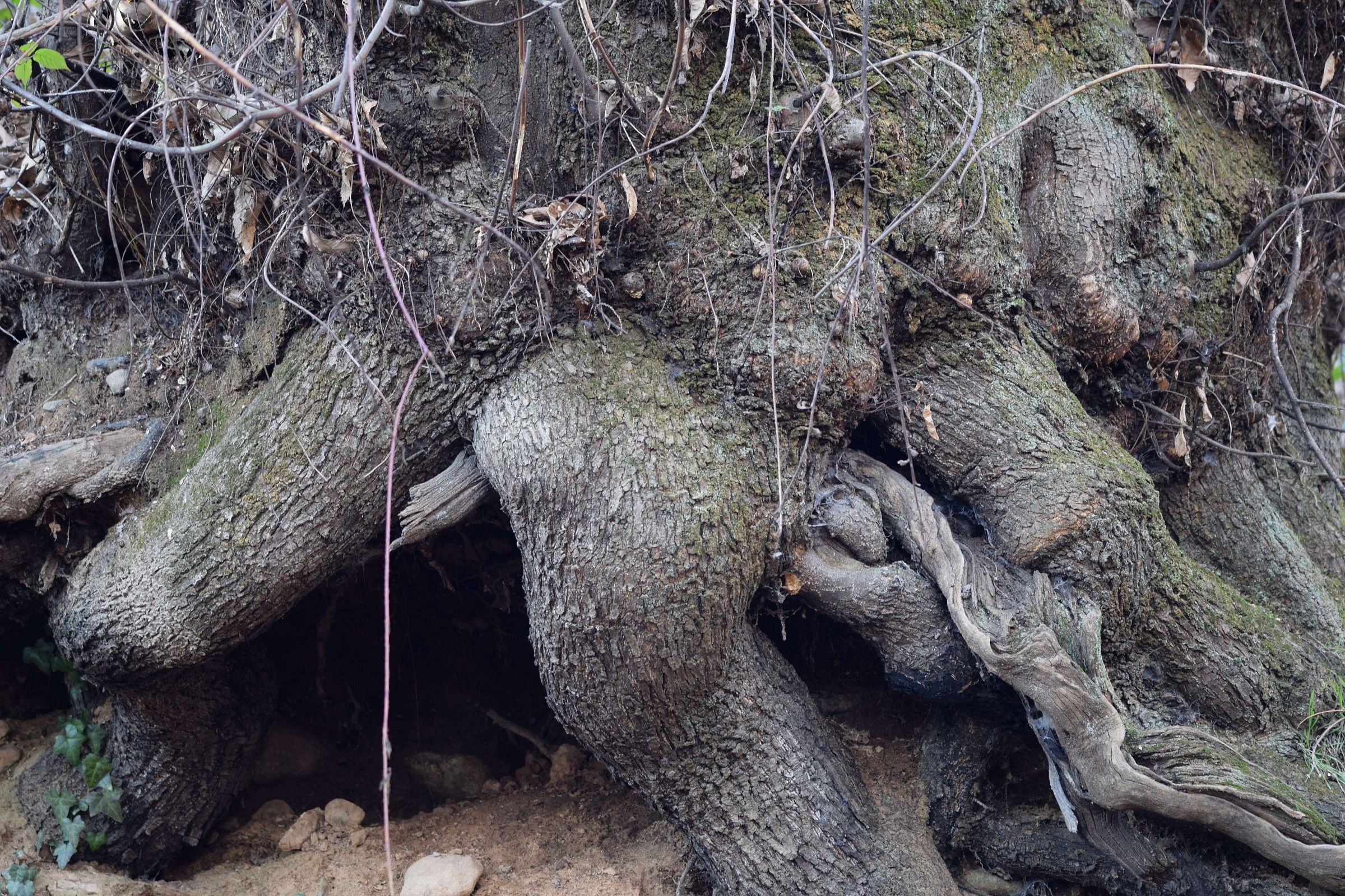 Albero dal...doppio senso...