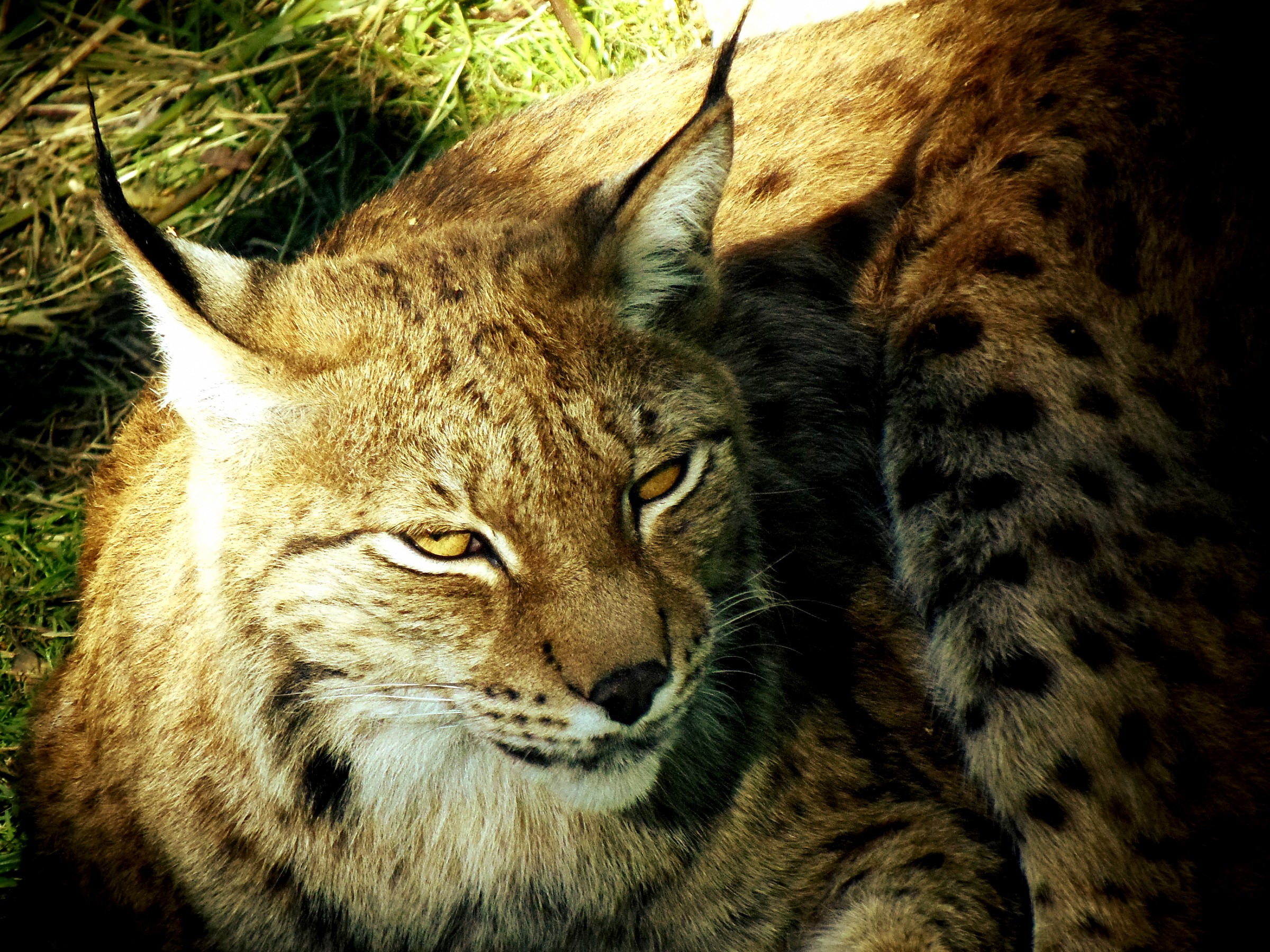 sly lynx in captivity