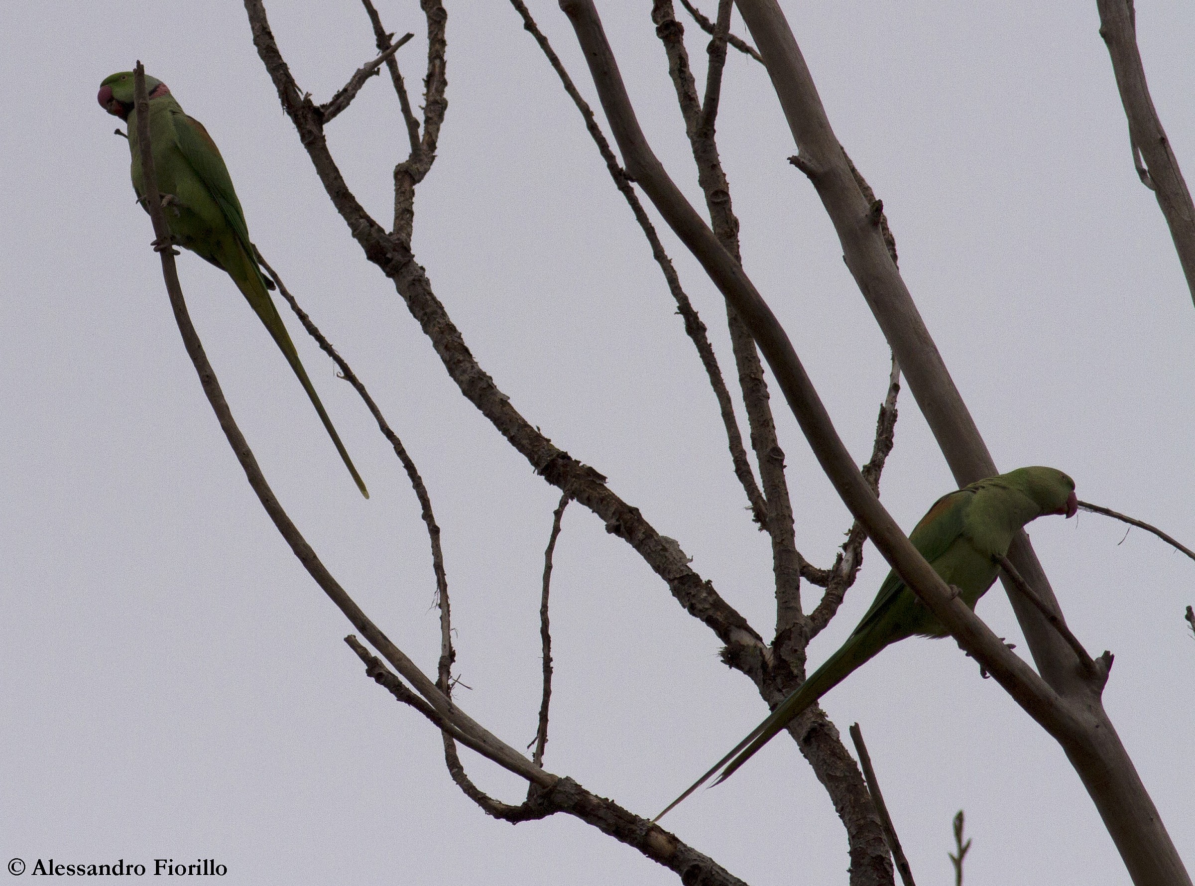 Alexandrine parakeets