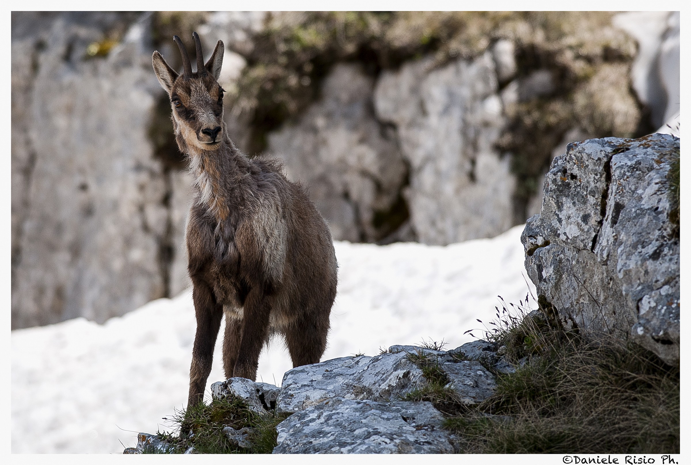 camoscio d'abruzzo