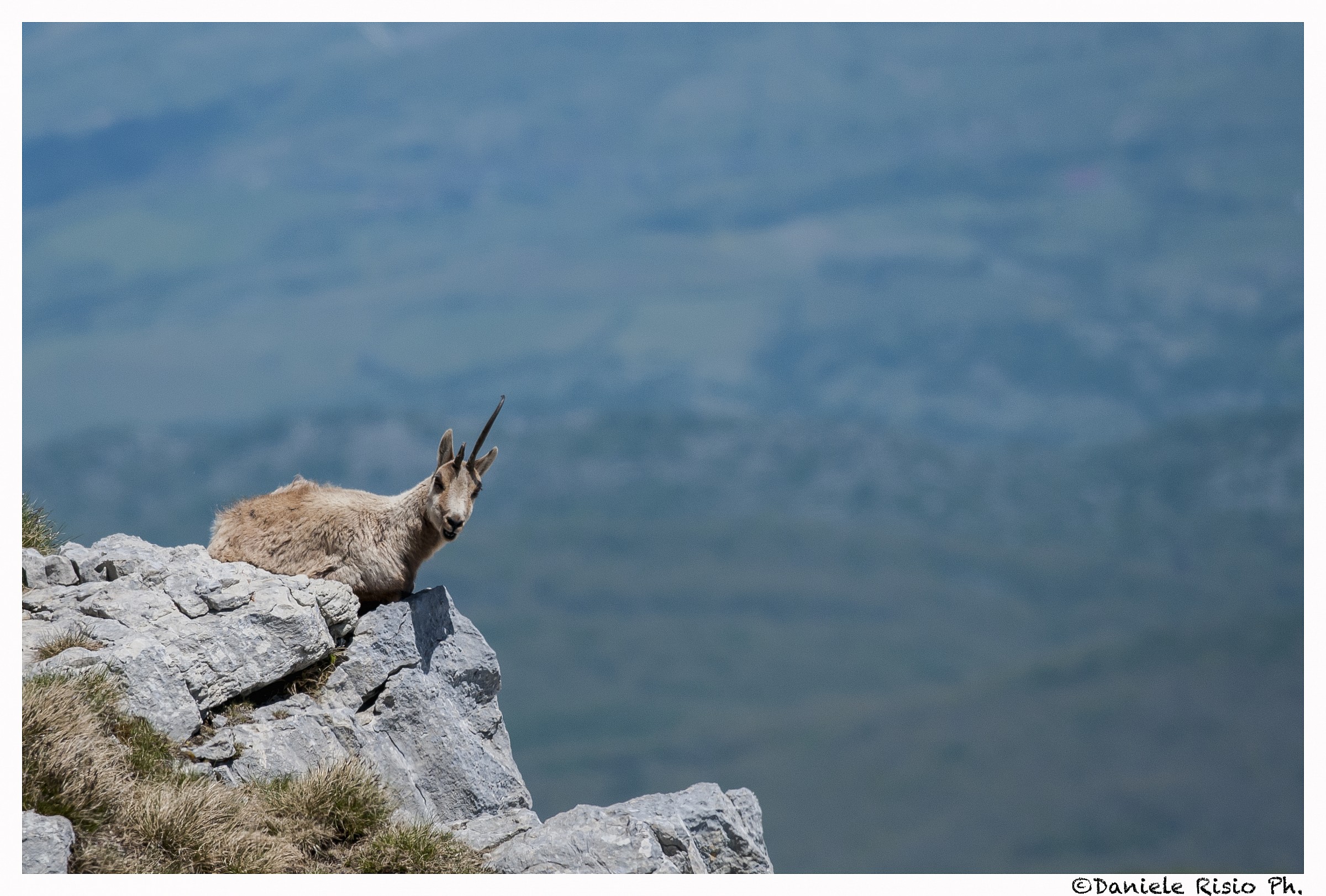 camoscio d'abruzzo