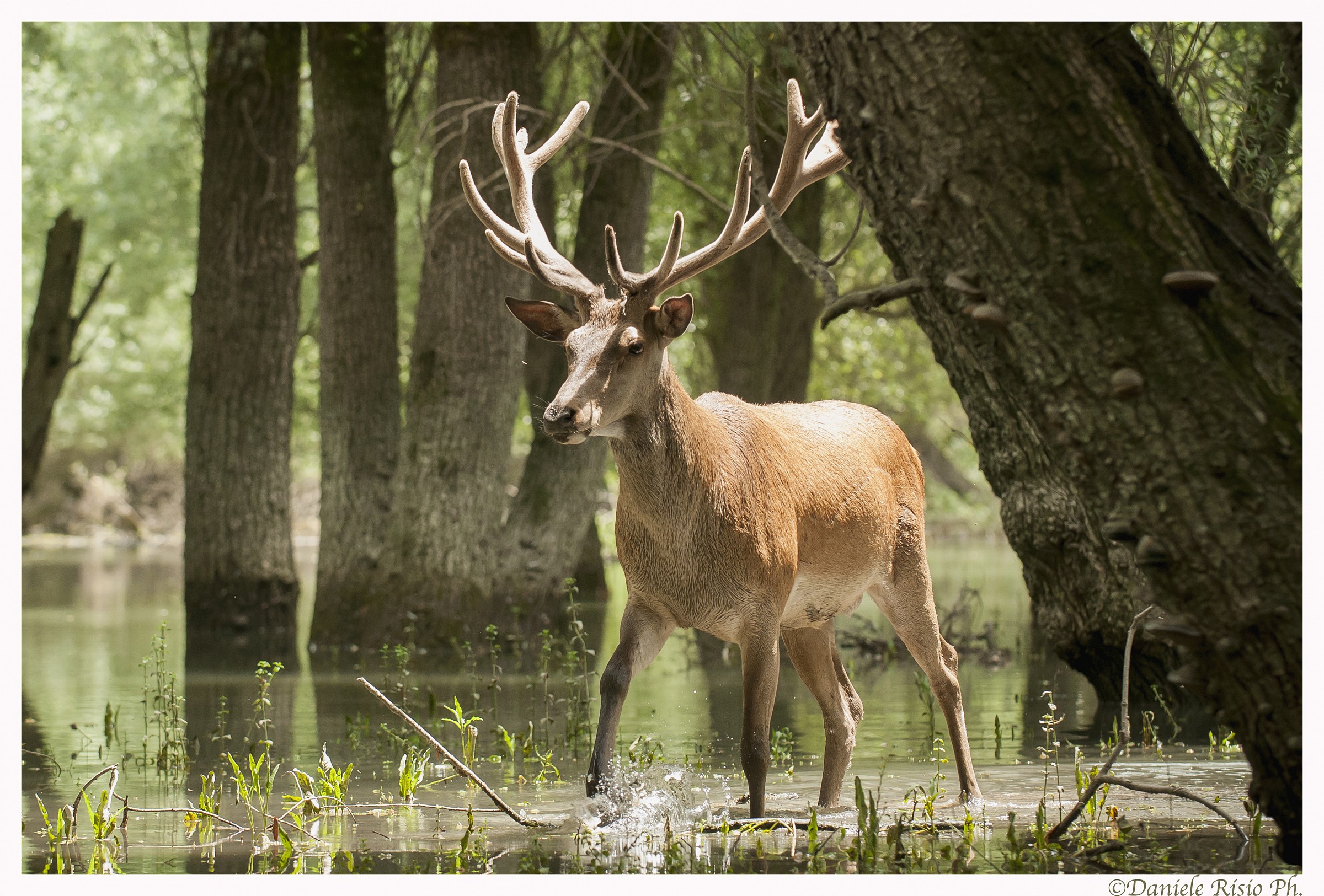 cervo nobile (cervus elaphus)