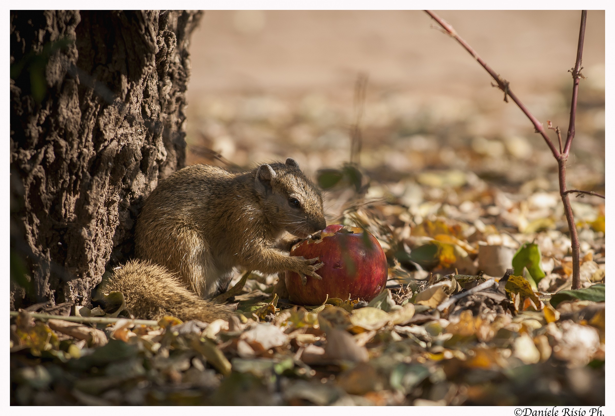 scoiattolo del sud africa