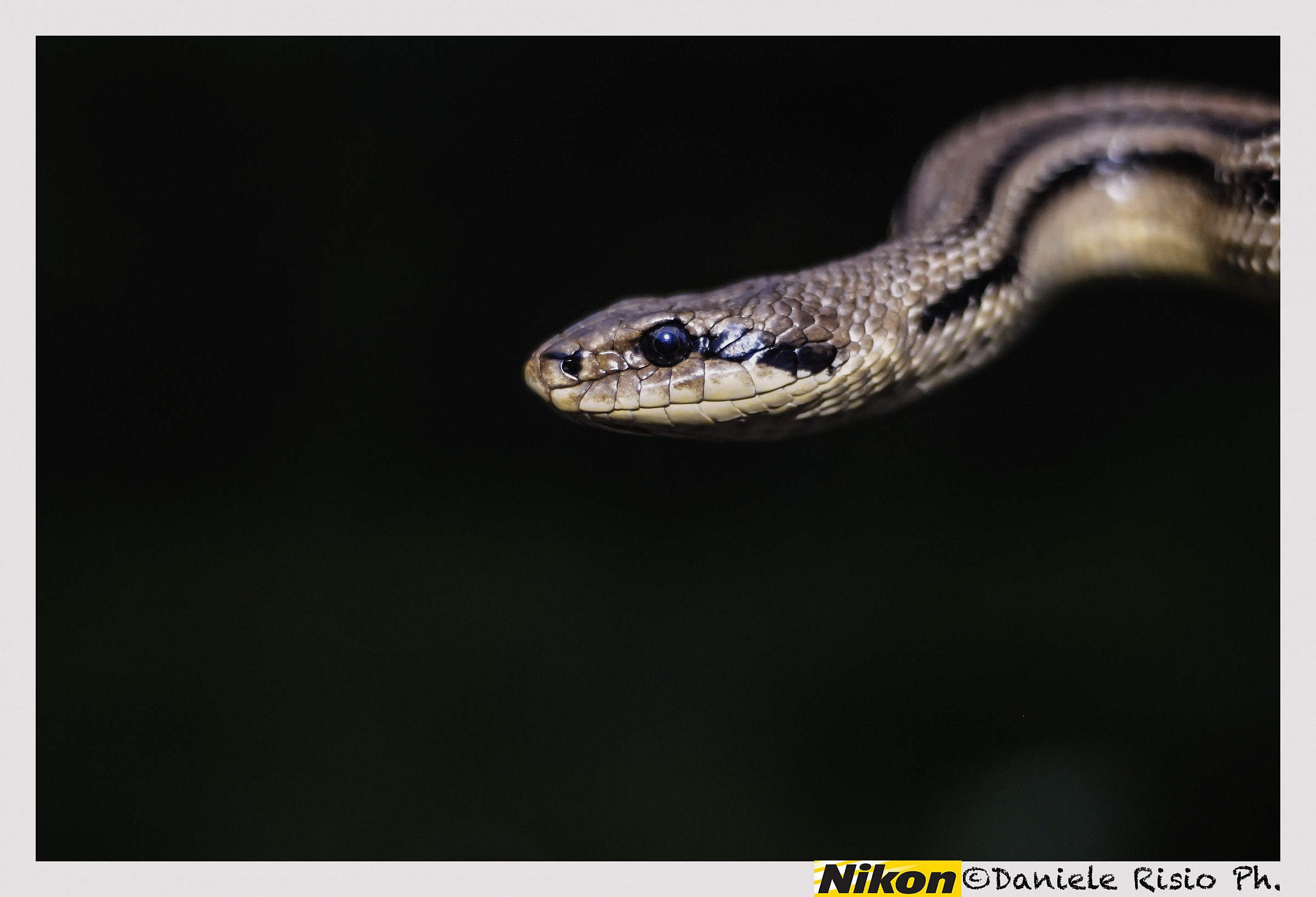 cervone (Elaphe quatuorlineata)