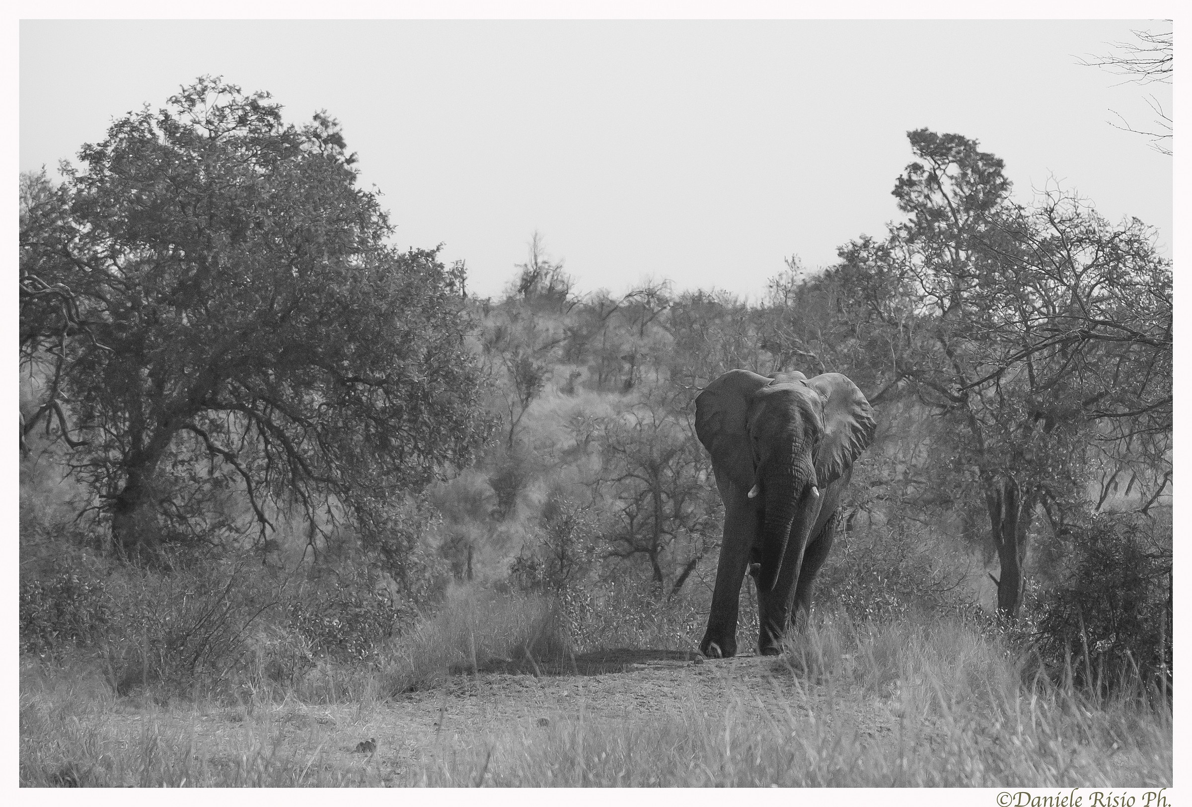 elefante del sud africa