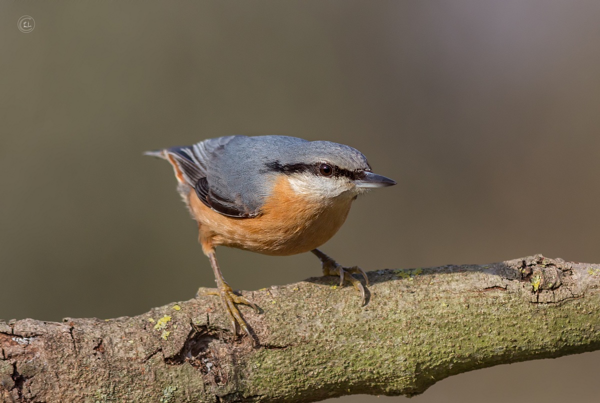 Nuthatch