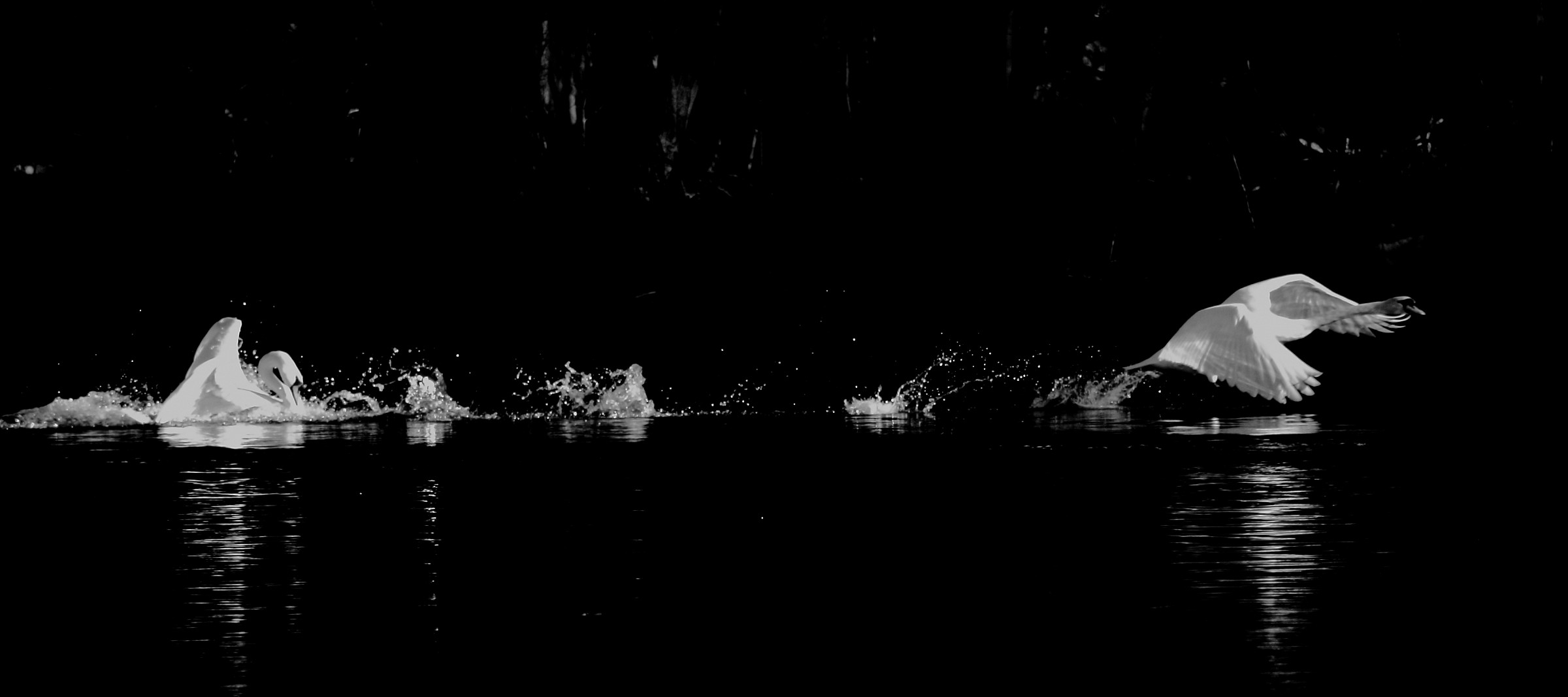 gliding on the water