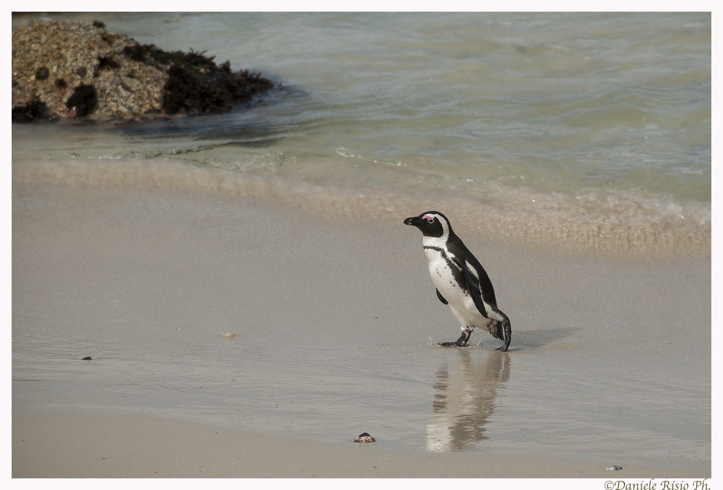 pinguino del sud africa