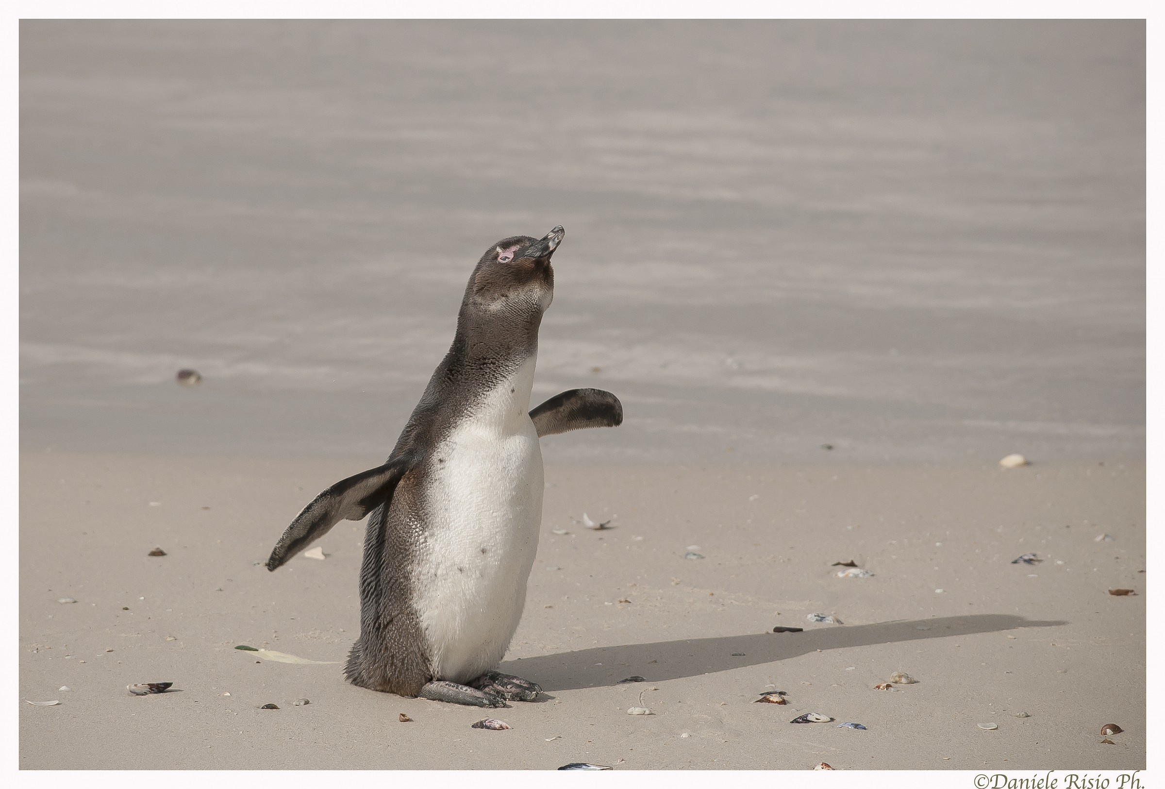 pinguino del sud africa