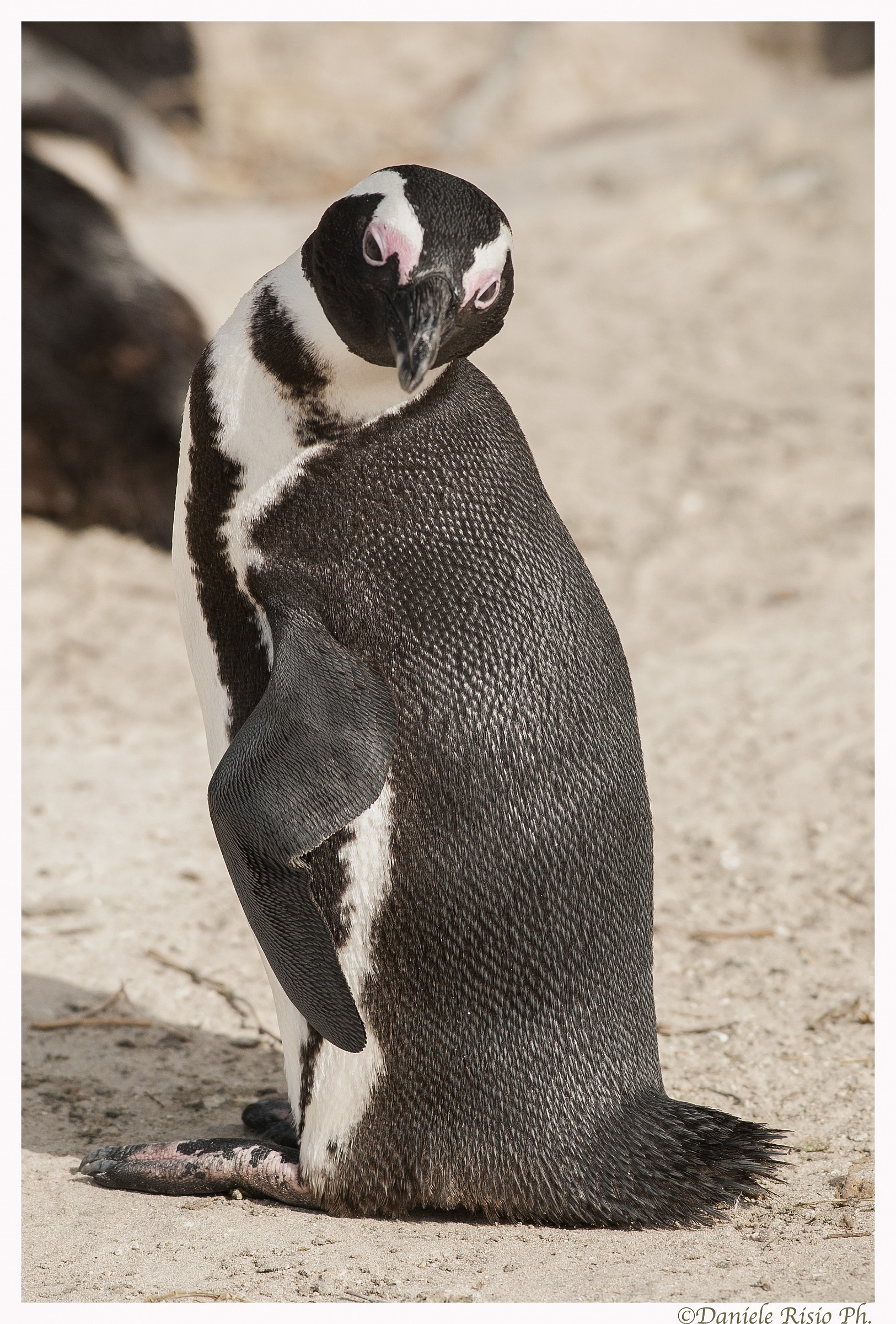 pinguino del sud africa