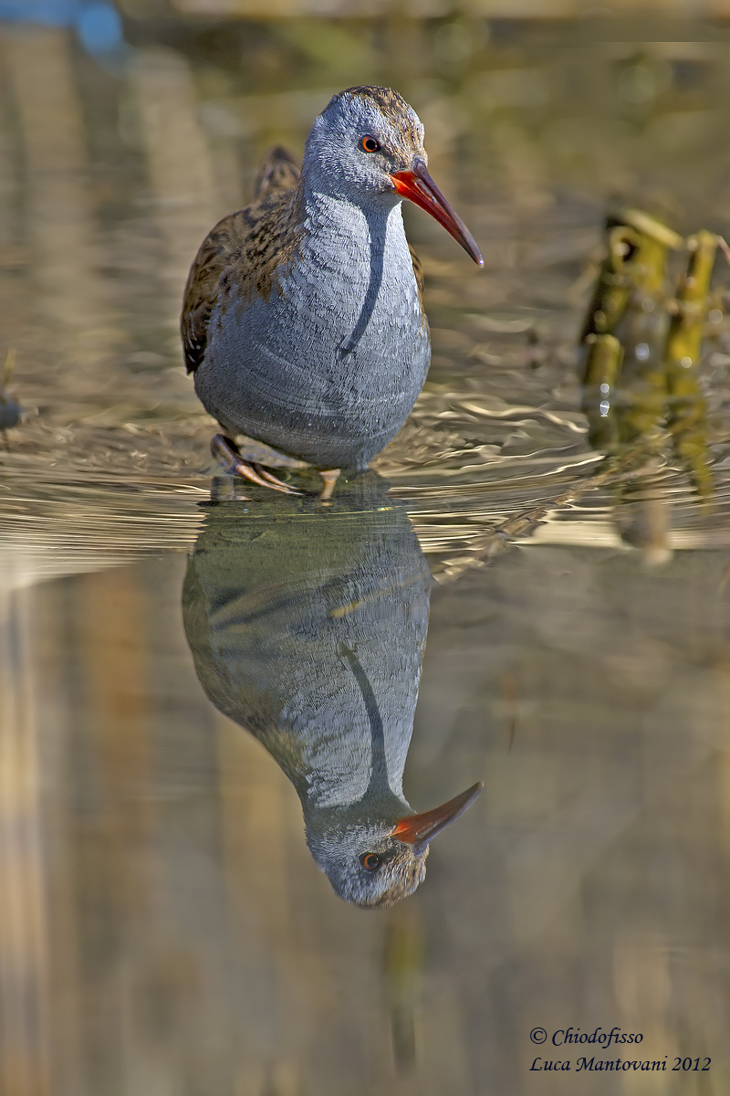 Water Rail in the mirror