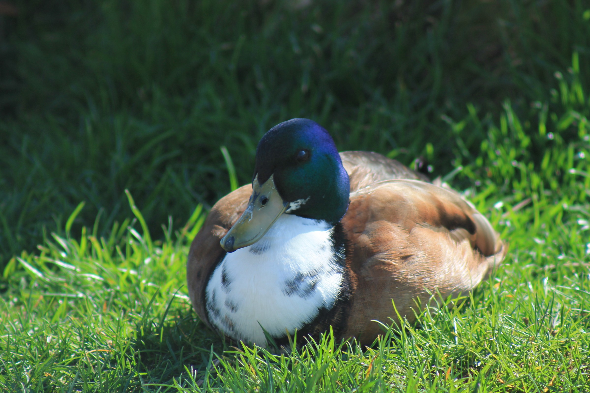 germano luci e ombre