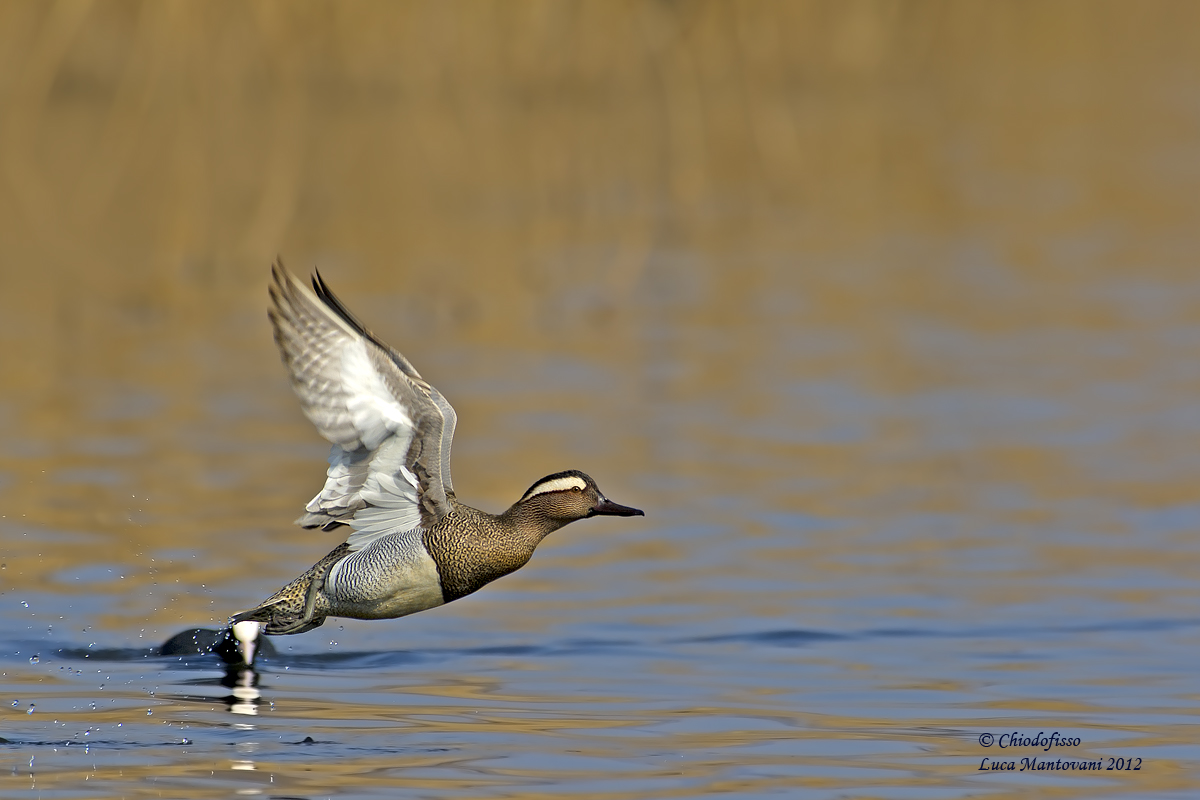 Coot drives Garganey