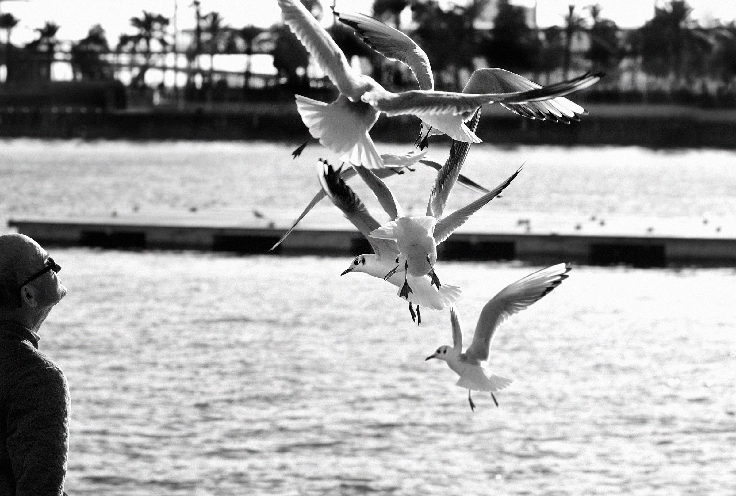 il sogno di volare via